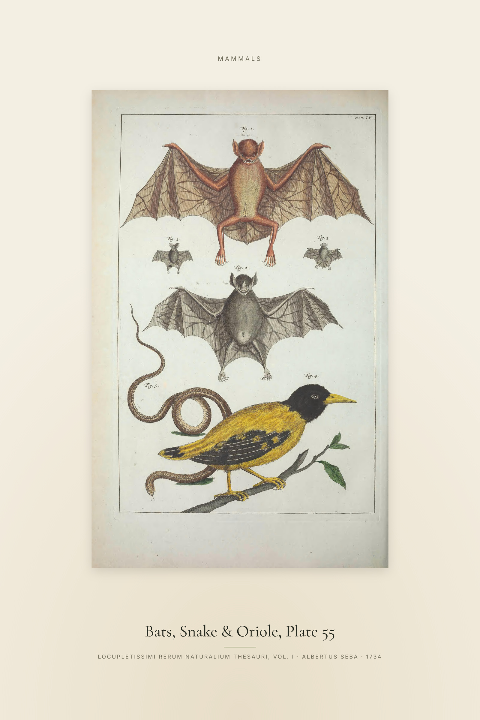 Bats, Snake & Oriole, Plate 55 — Specimen