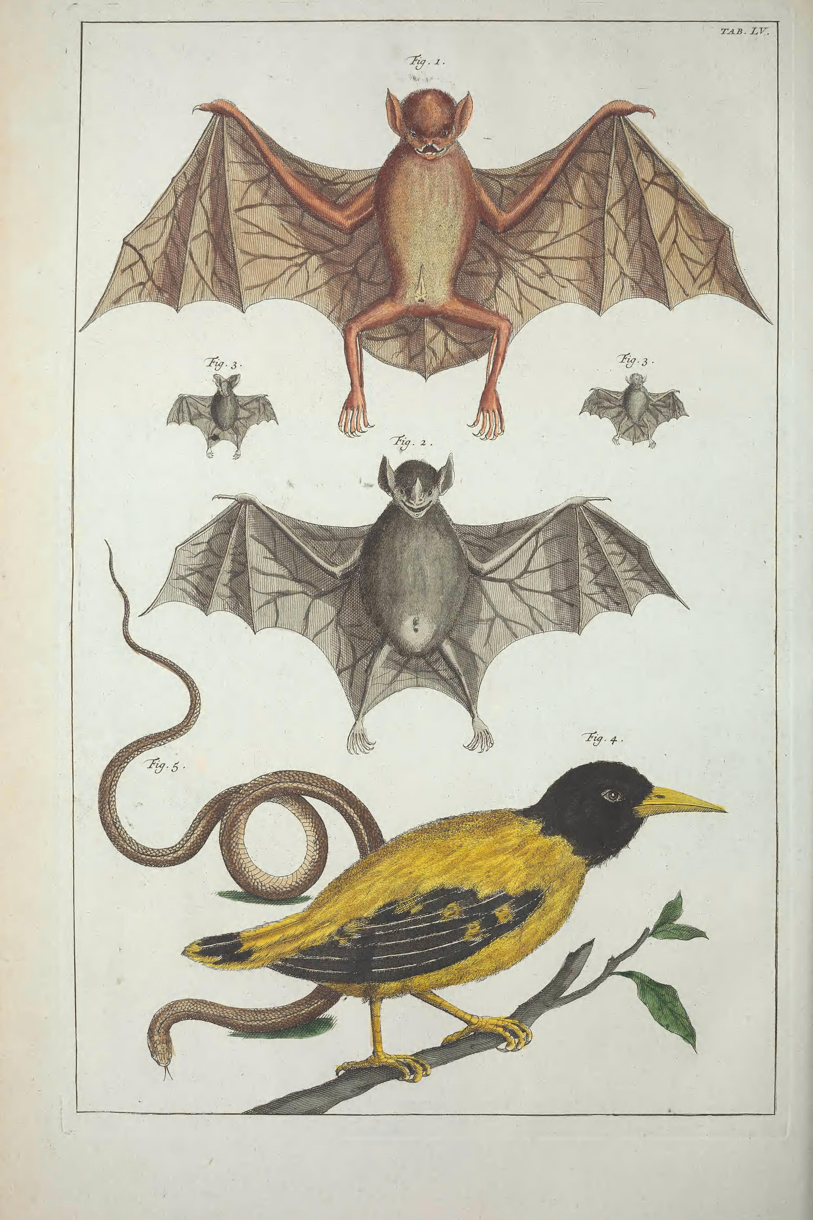 Bats, Snake & Oriole, Plate 55