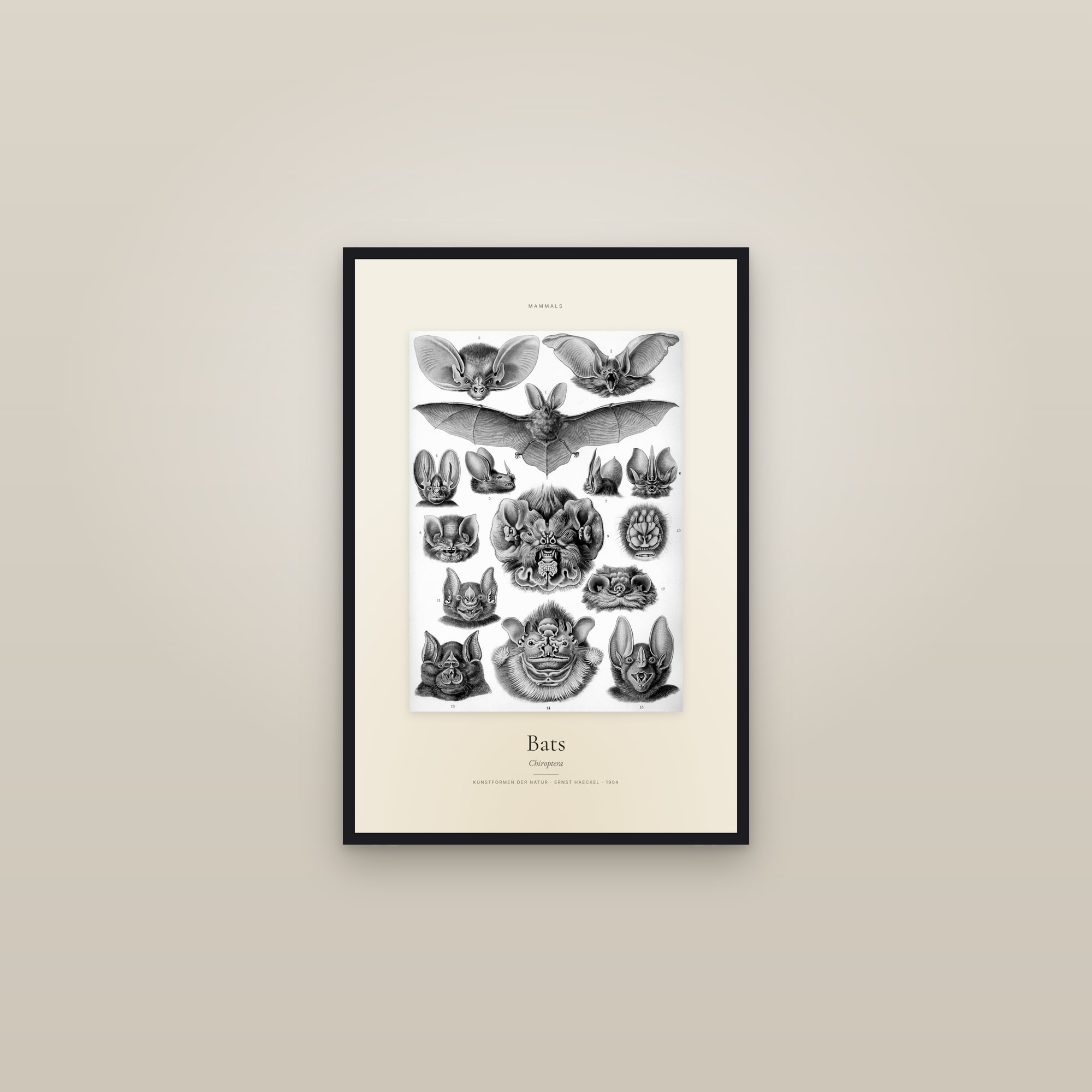 Bats — Specimen — framed in a gallery setting