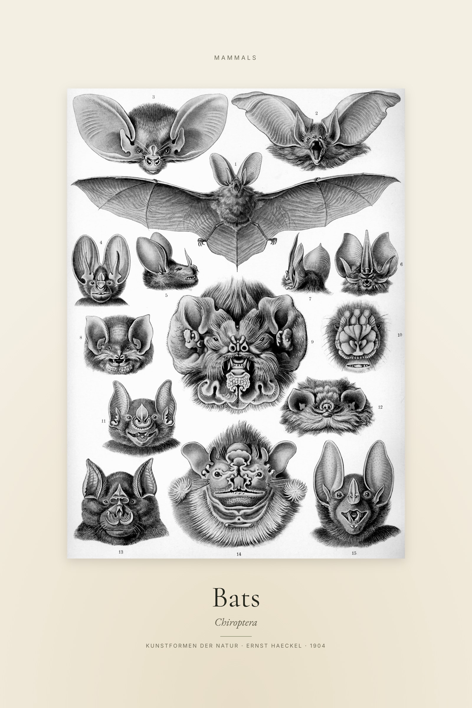 Bats — Specimen