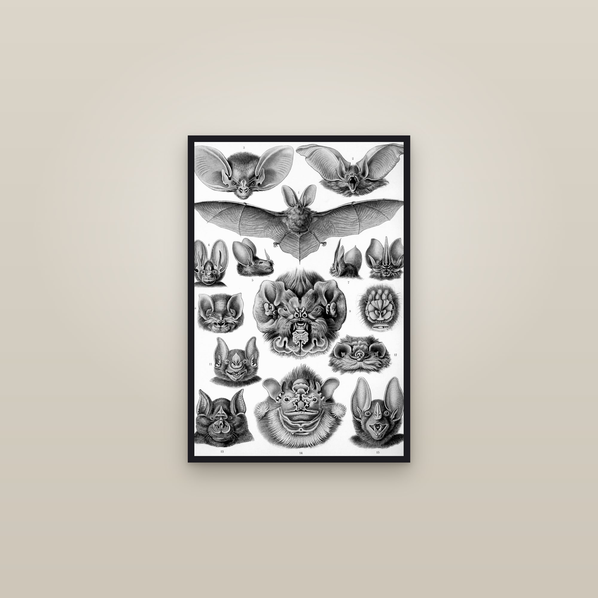 Bats — framed in a gallery setting