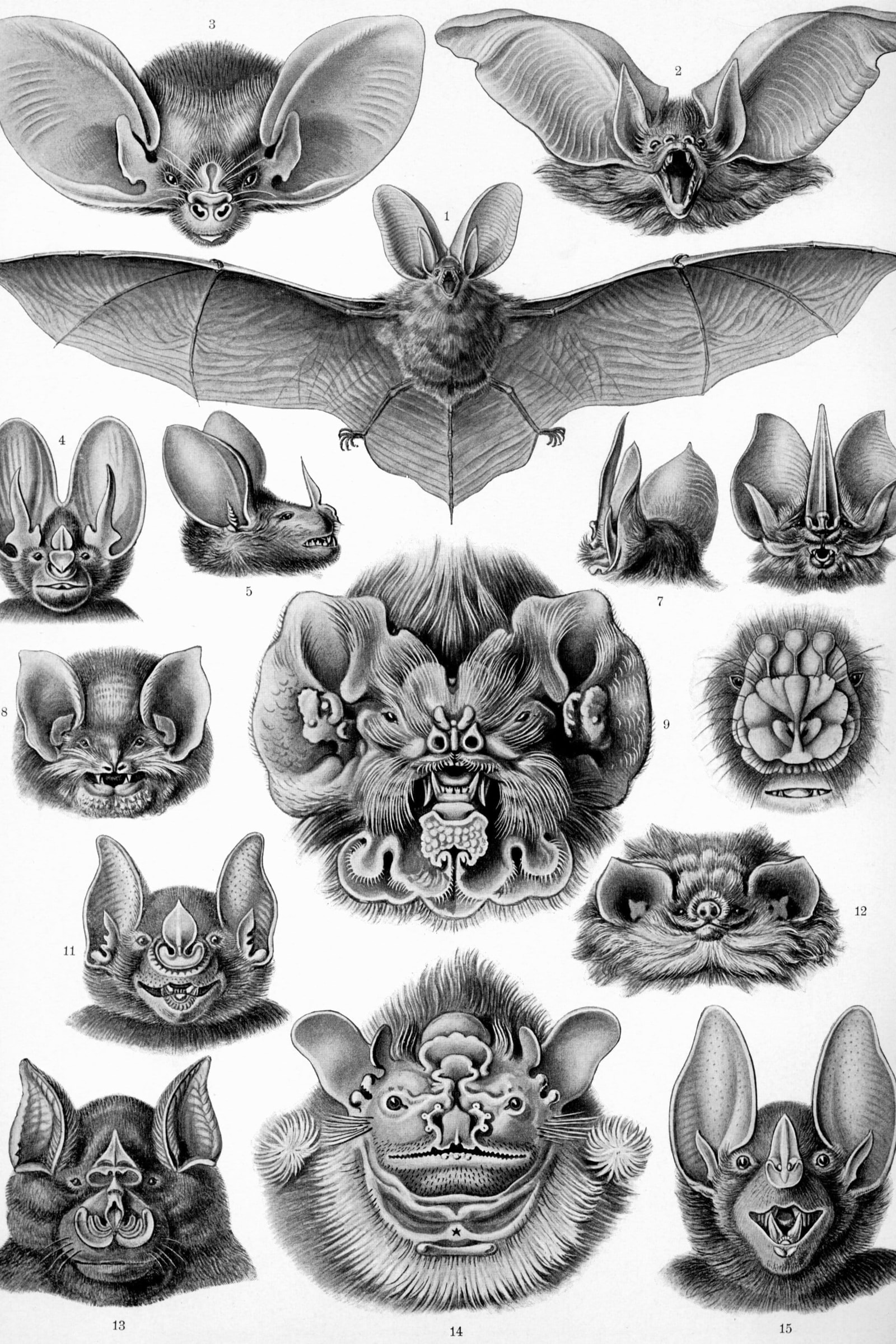 Bats