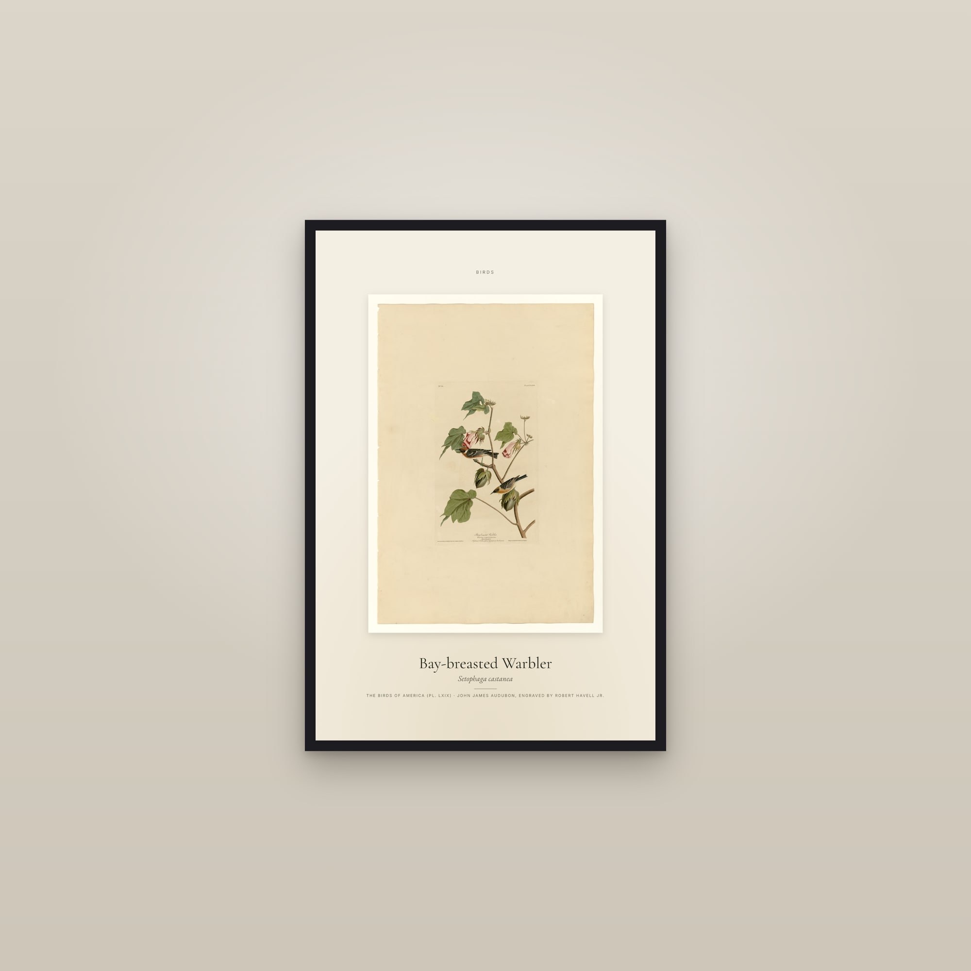 Bay-breasted Warbler — Specimen — framed in a gallery setting