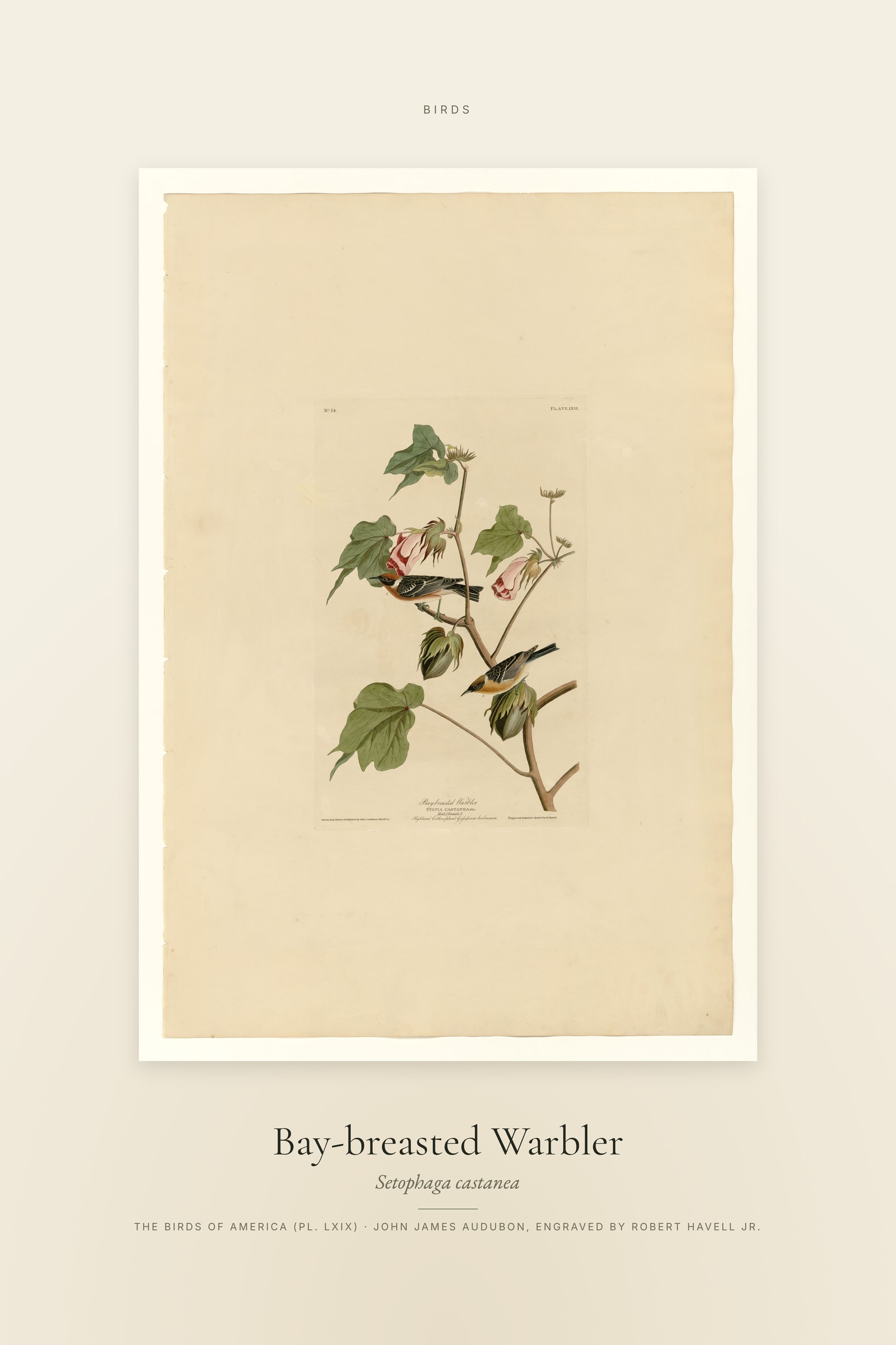 Bay-breasted Warbler — Specimen