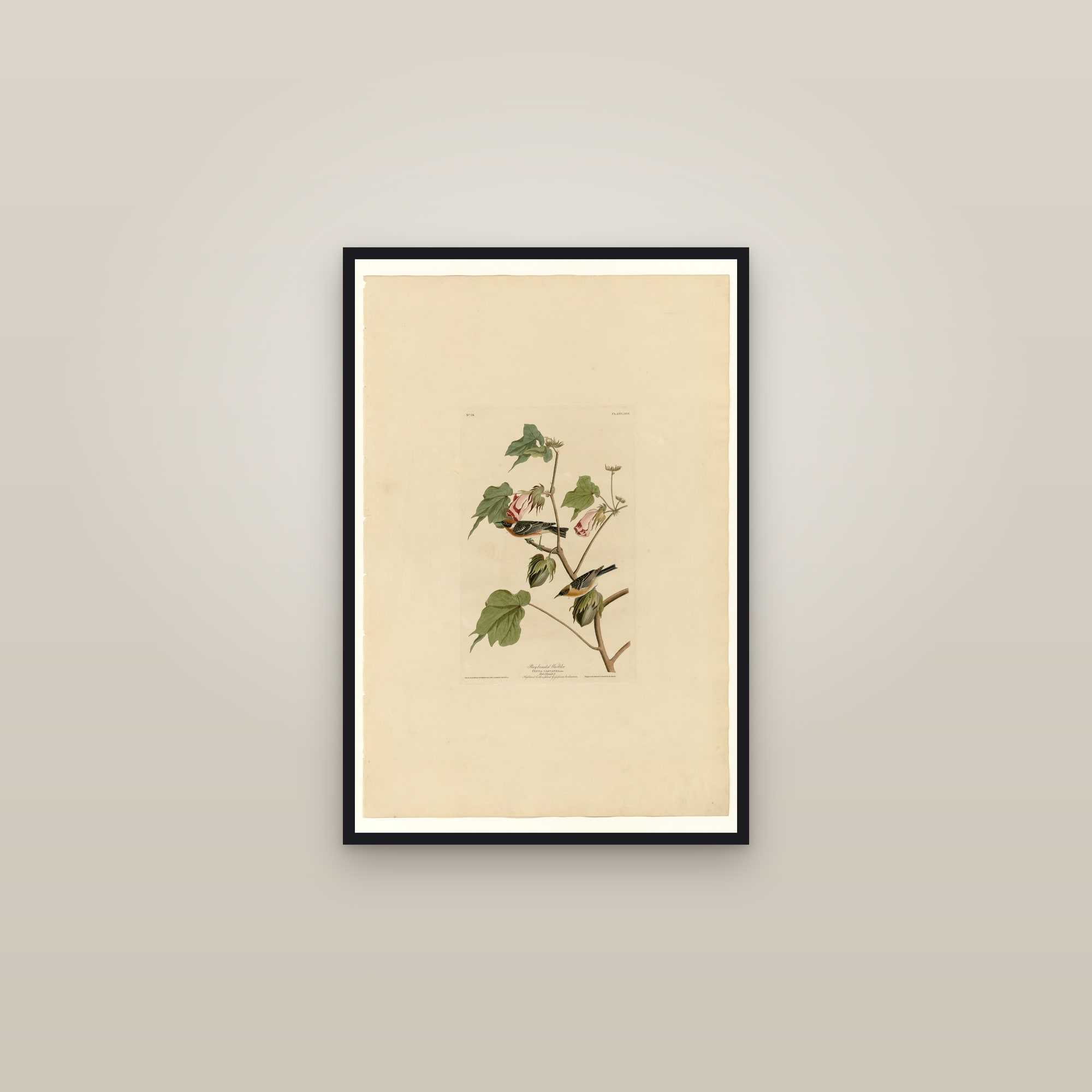 Bay-breasted Warbler — framed in a gallery setting