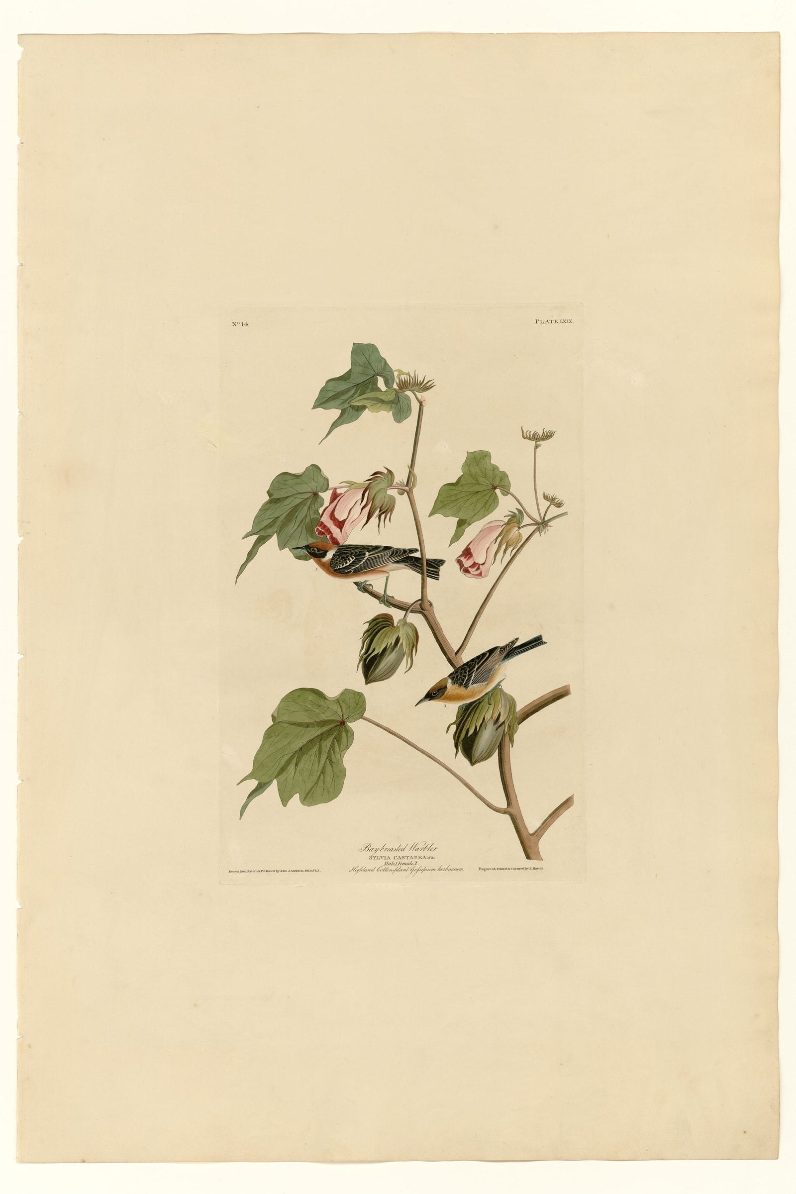 Bay-breasted Warbler