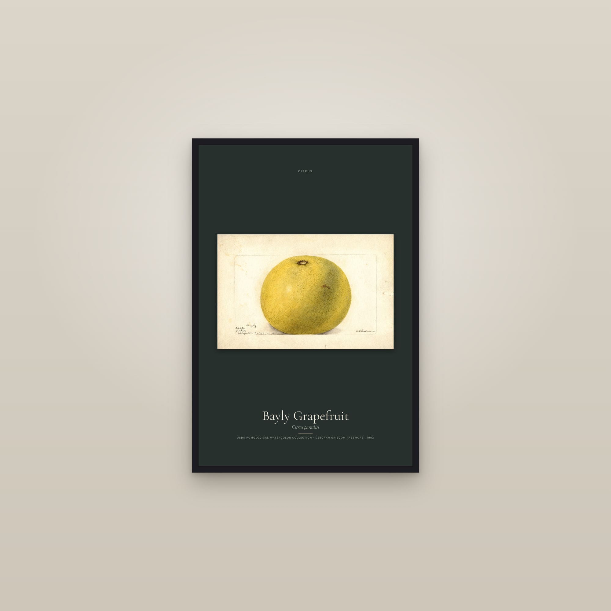 Bayly Grapefruit — framed in a gallery setting