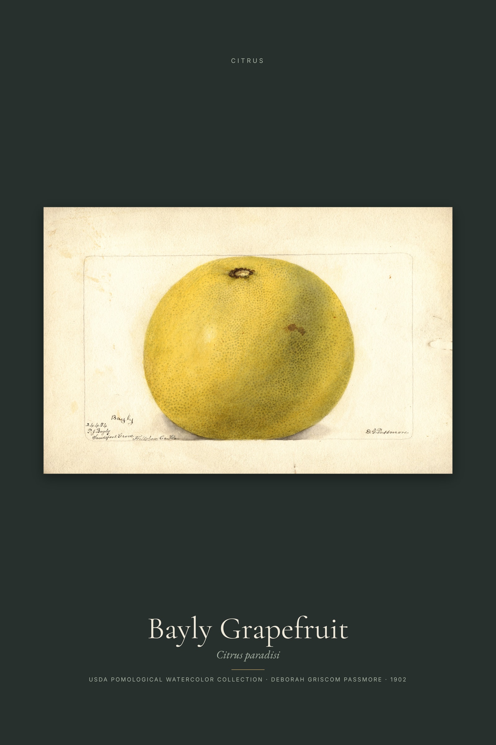 Bayly Grapefruit