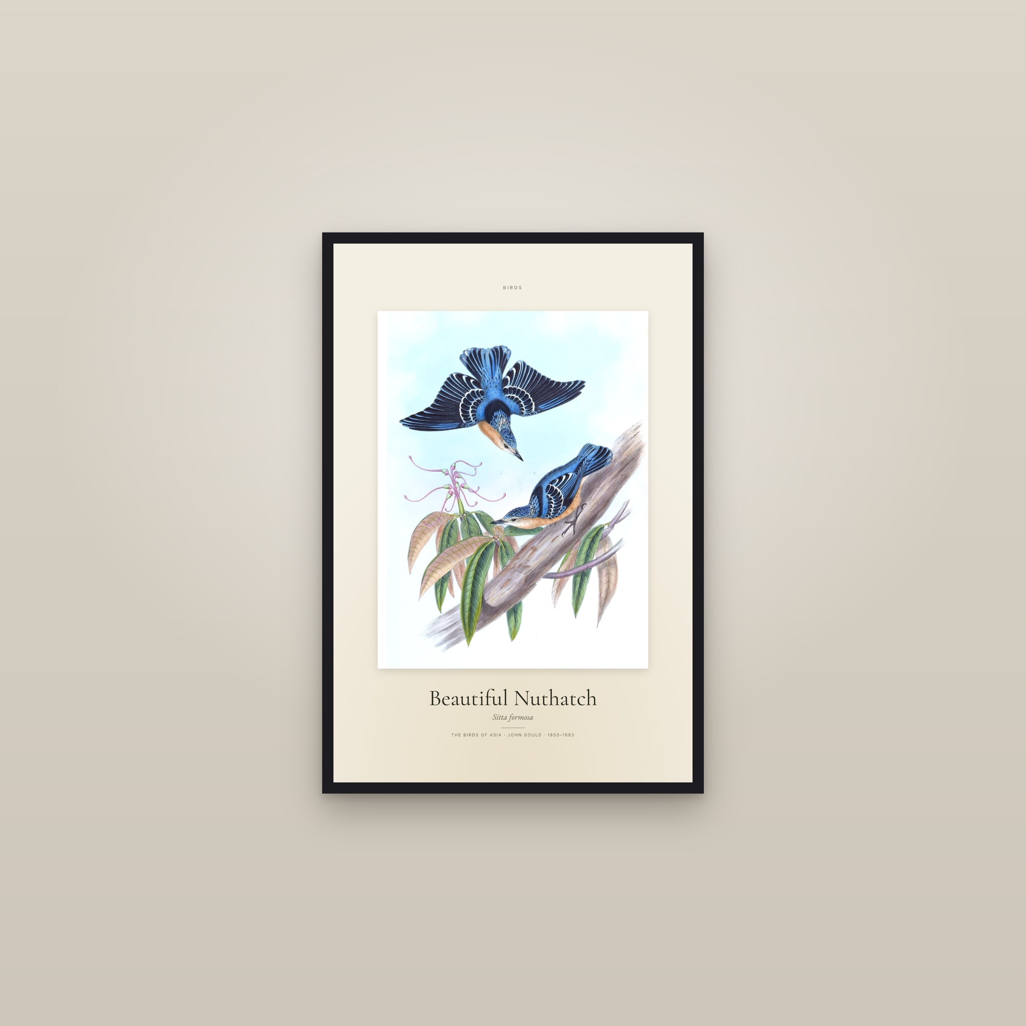 Beautiful Nuthatch — Specimen
