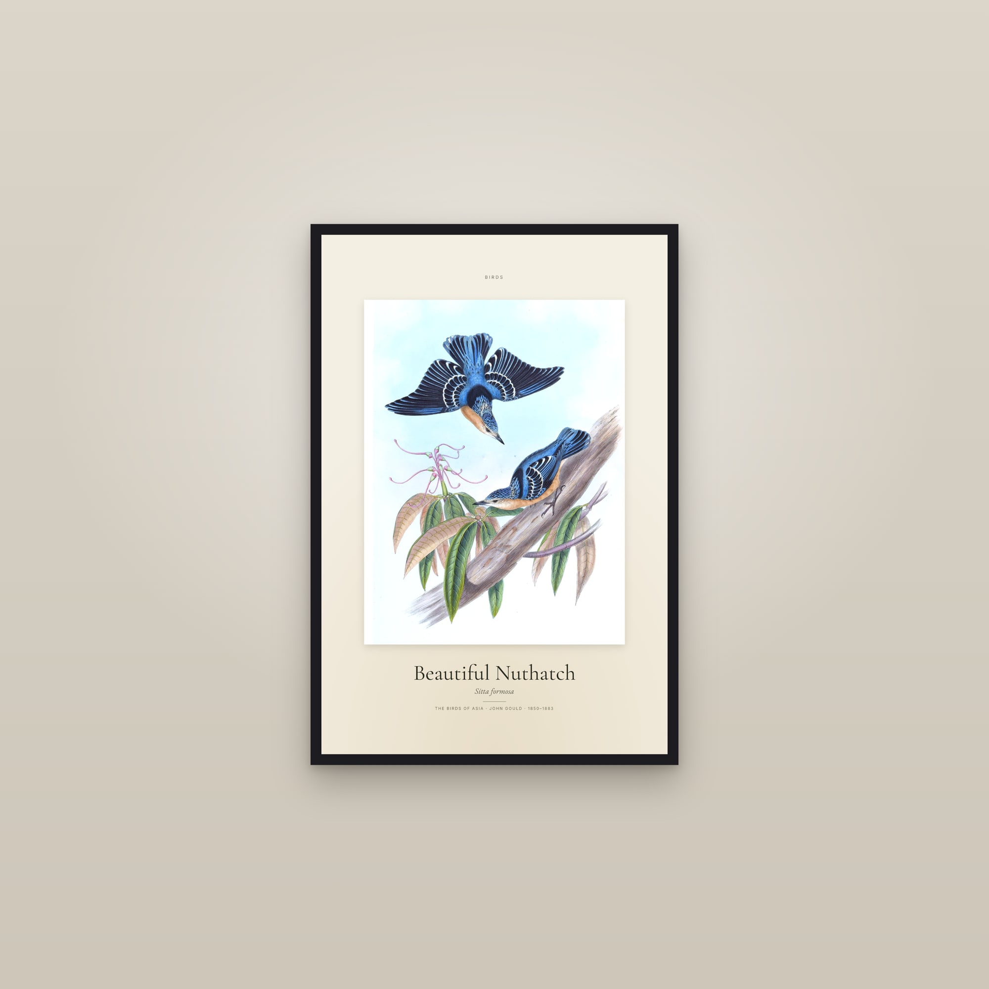 Beautiful Nuthatch — Specimen — framed in a gallery setting