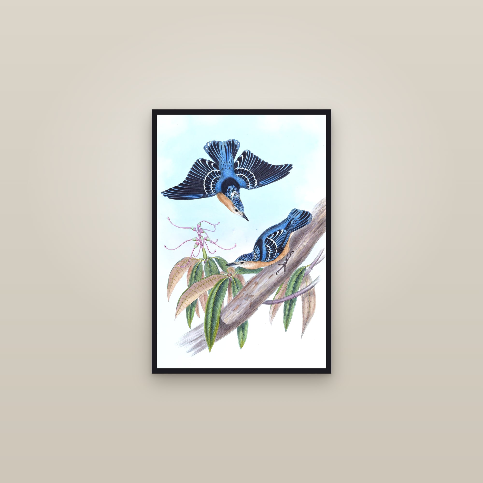 Beautiful Nuthatch — framed in a gallery setting