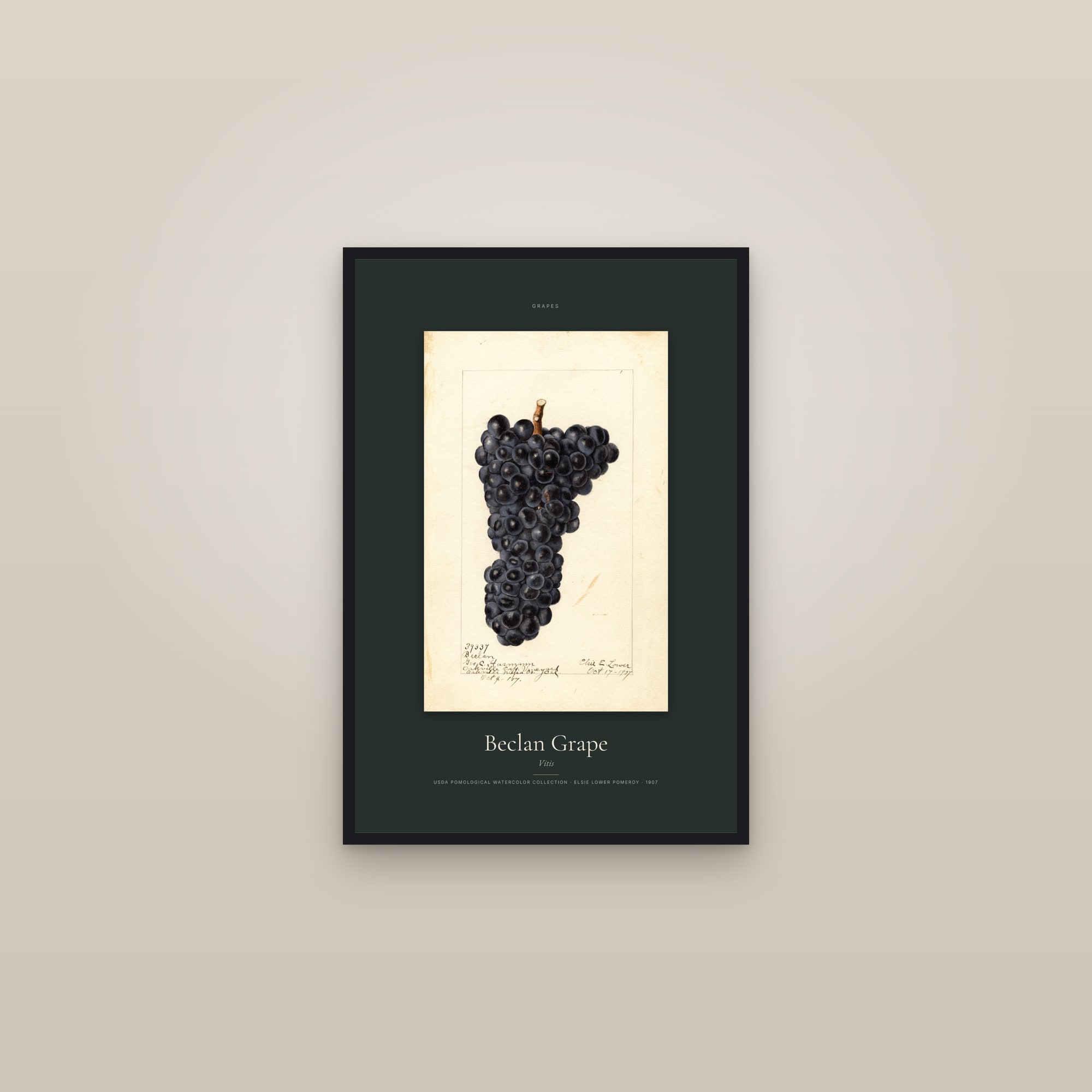 Beclan Grape — Specimen — framed in a gallery setting