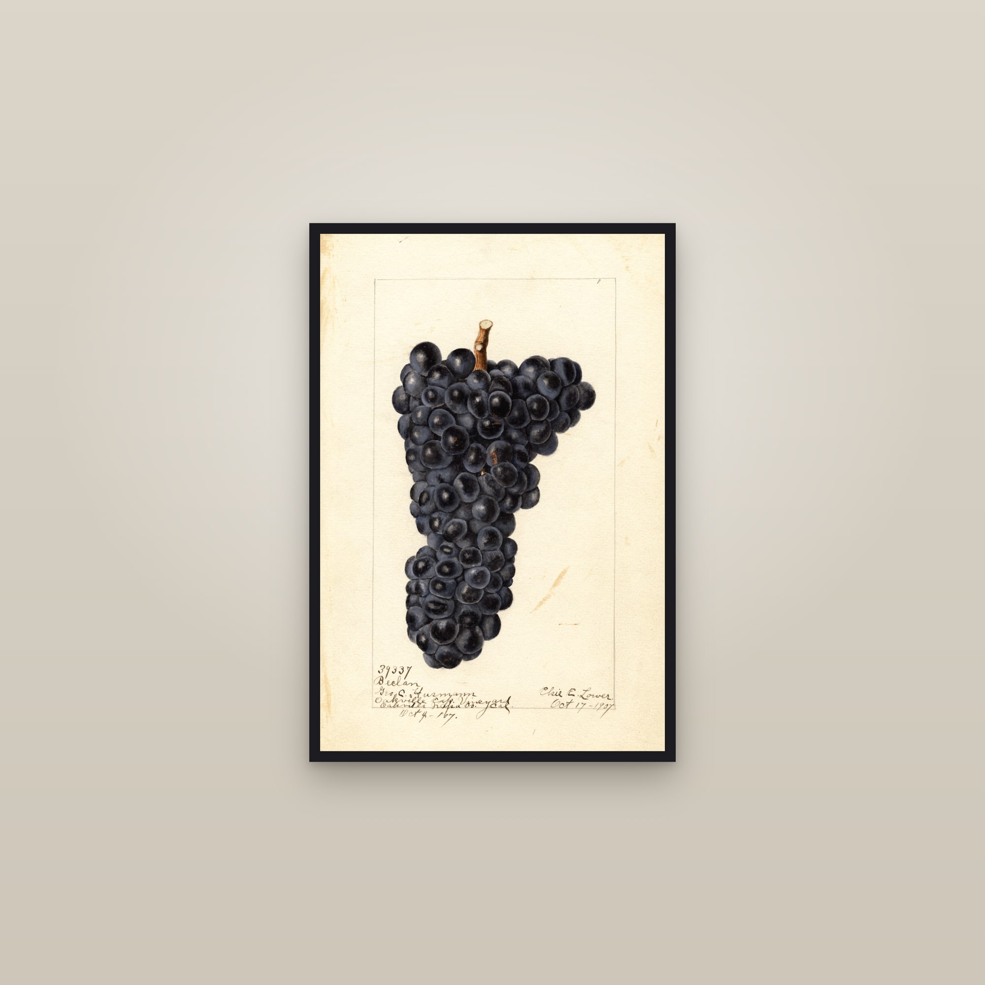 Beclan Grape — framed in a gallery setting