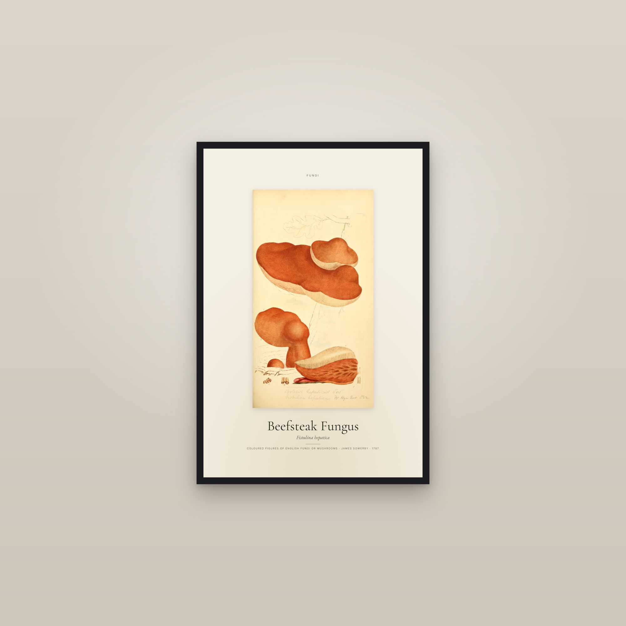 Beefsteak Fungus — Specimen — framed in a gallery setting