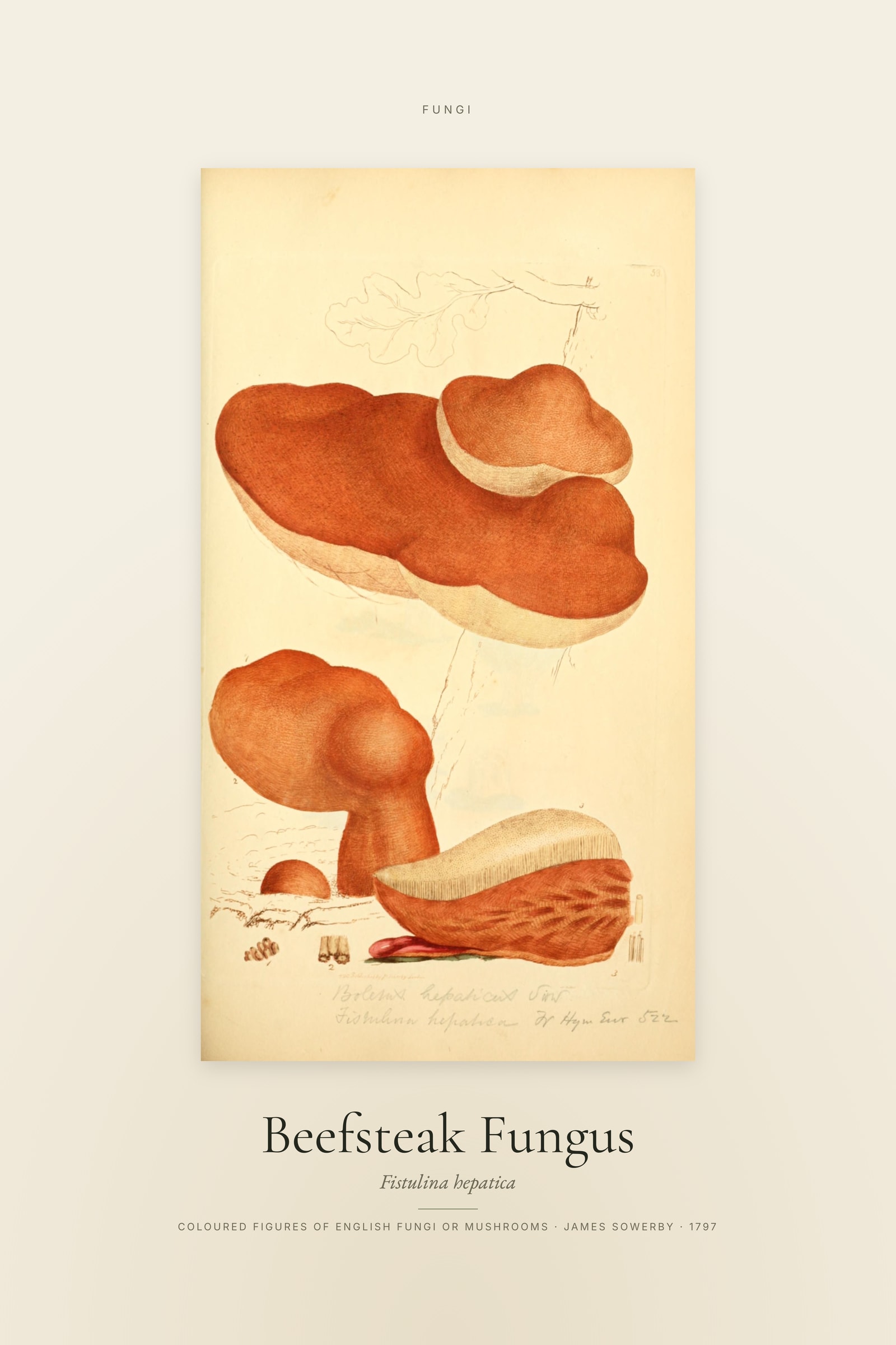 Beefsteak Fungus — Specimen