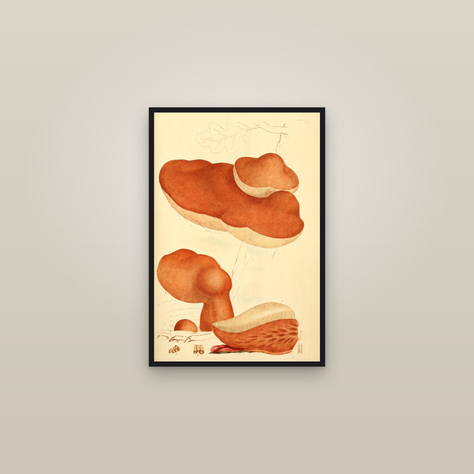 Beefsteak Fungus — framed in a gallery setting