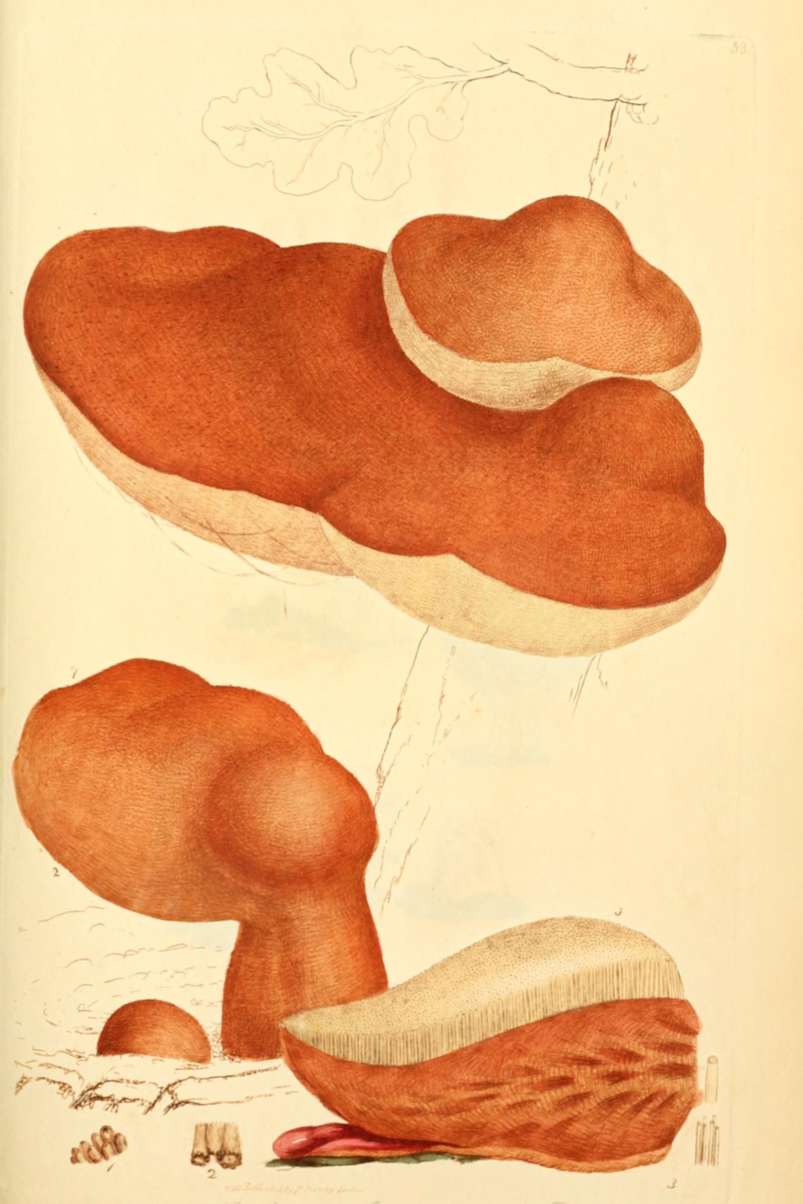 Beefsteak Fungus