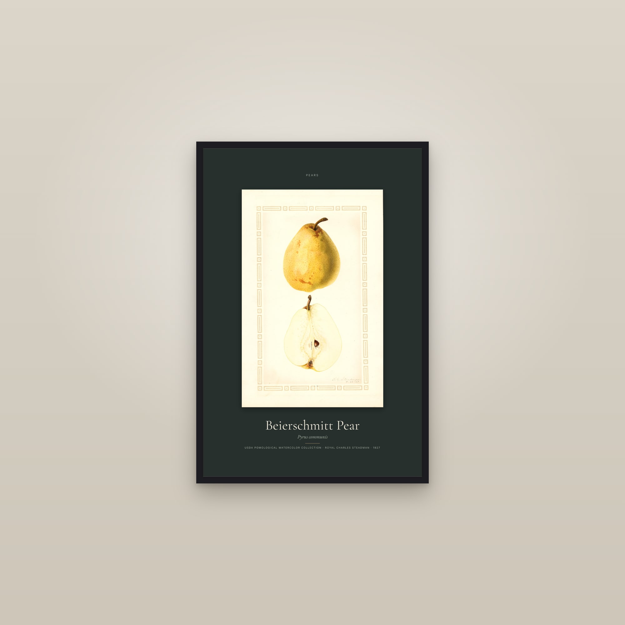 Beierschmitt Pear — Specimen — framed in a gallery setting