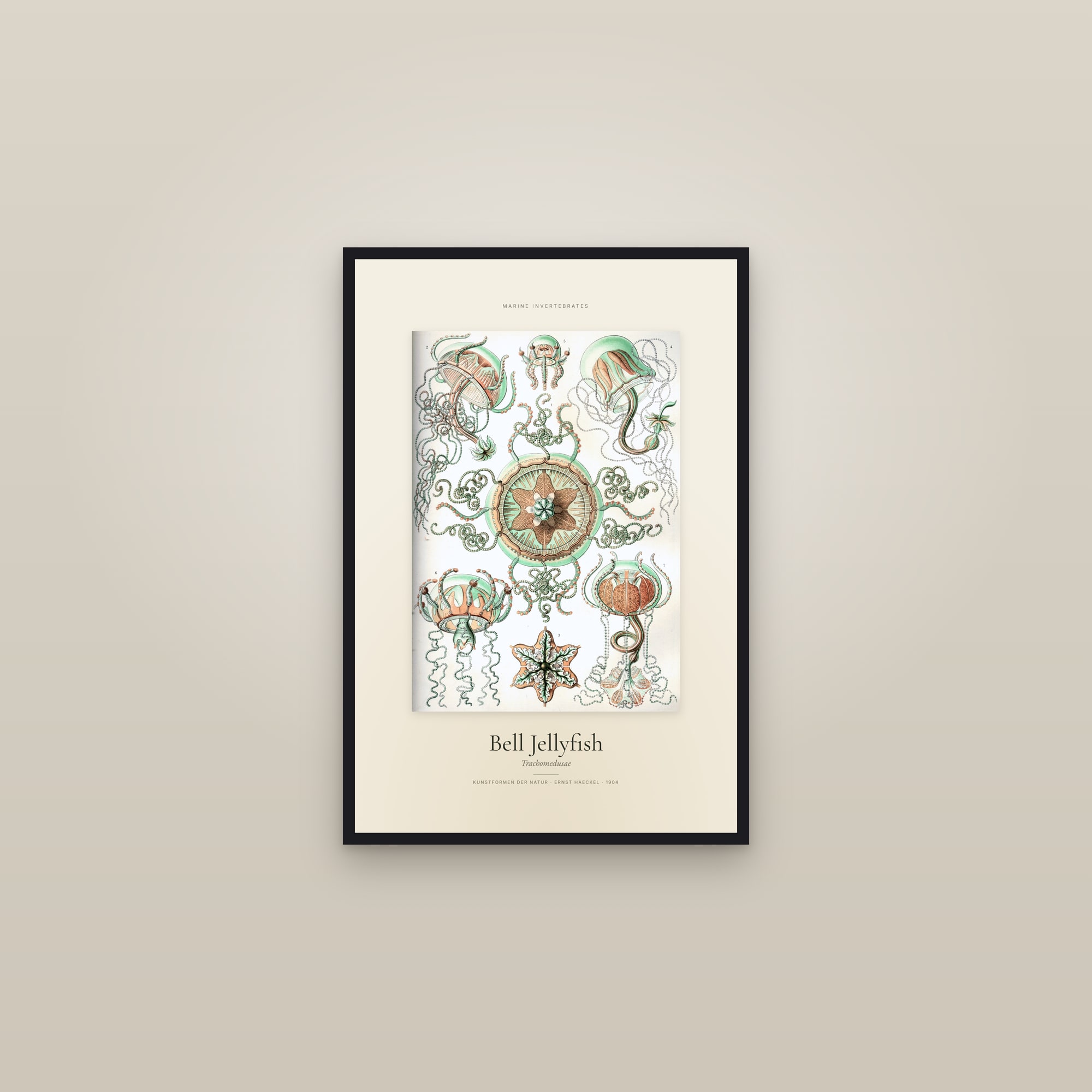 Bell Jellyfish — Specimen — framed in a gallery setting
