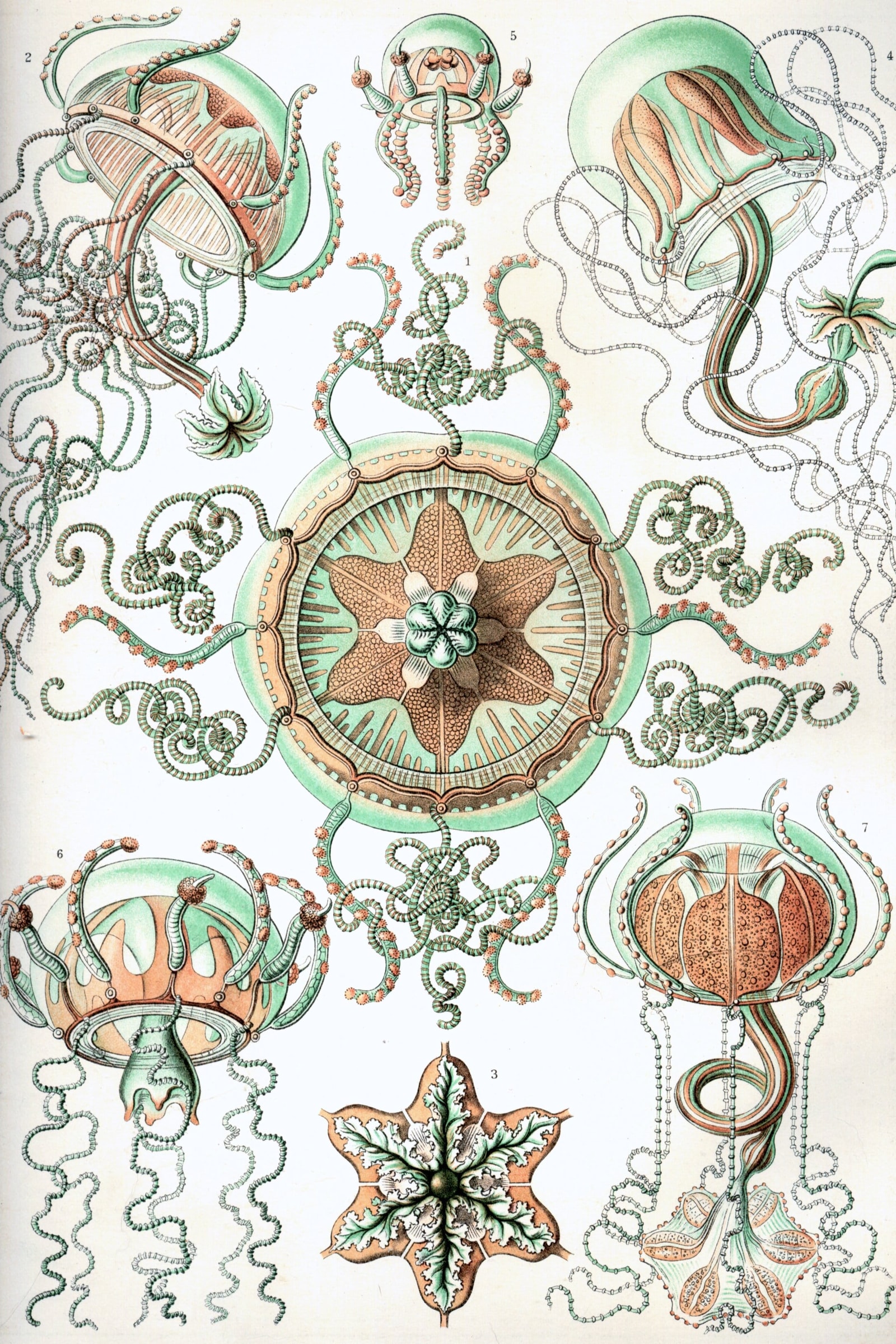 Bell Jellyfish