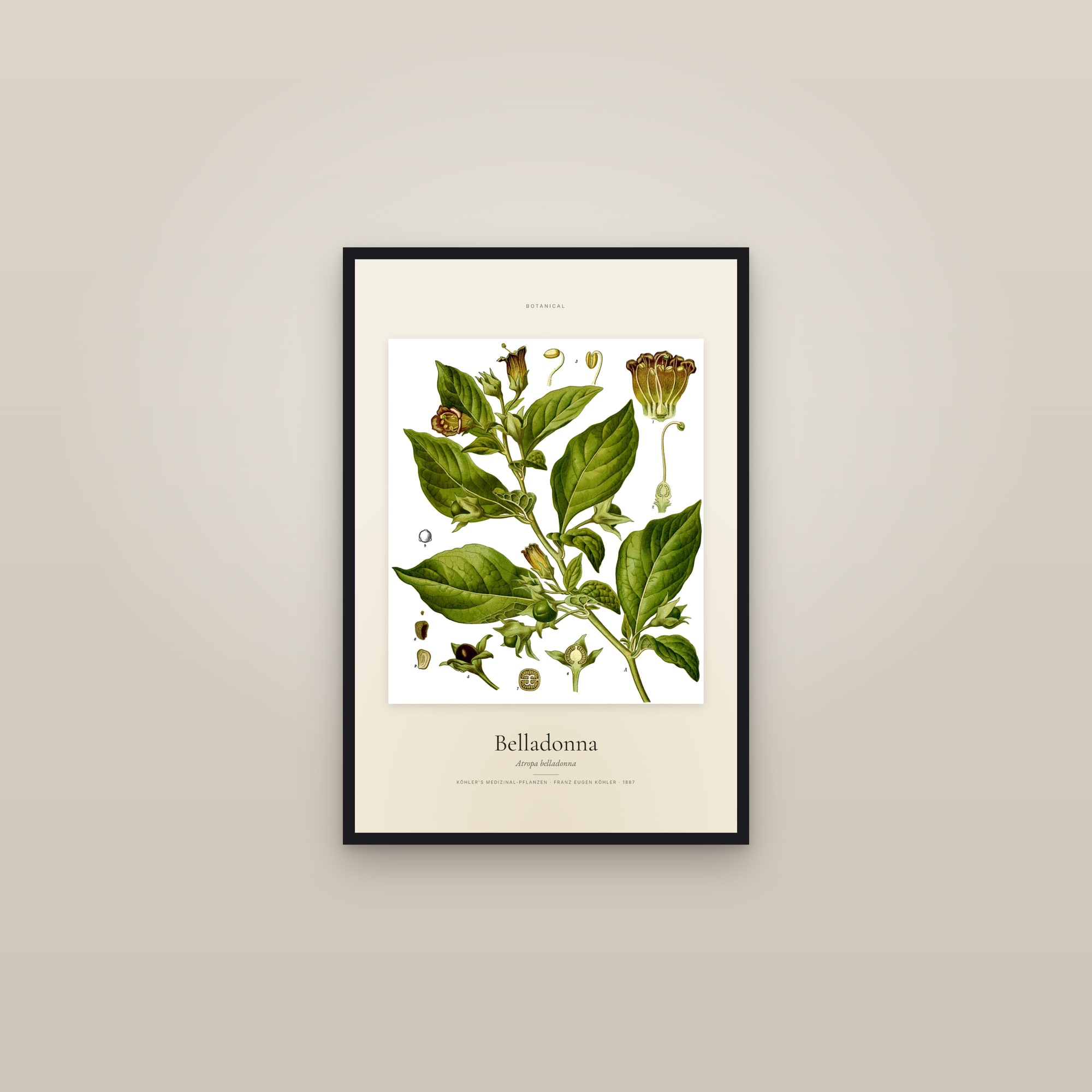 Belladonna — Specimen — framed in a gallery setting