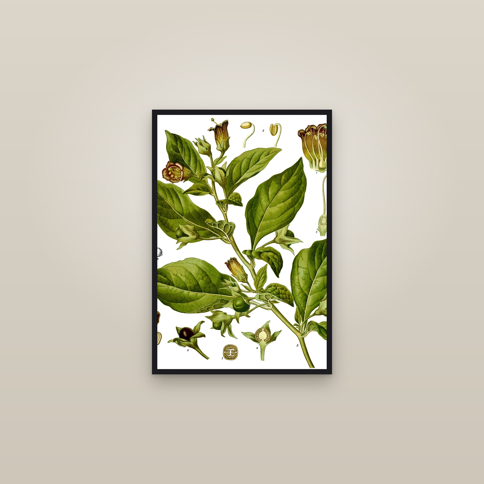 Belladonna — framed in a gallery setting