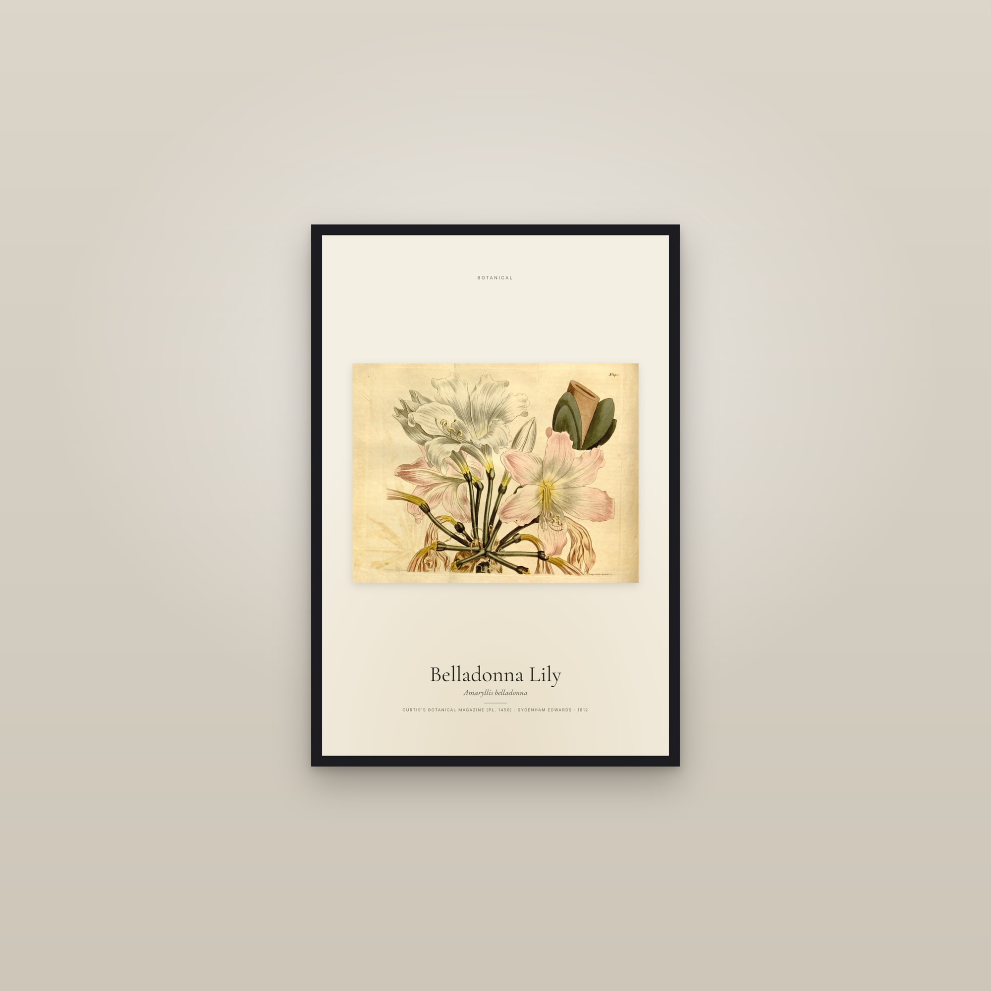 Belladonna Lily — framed in a gallery setting