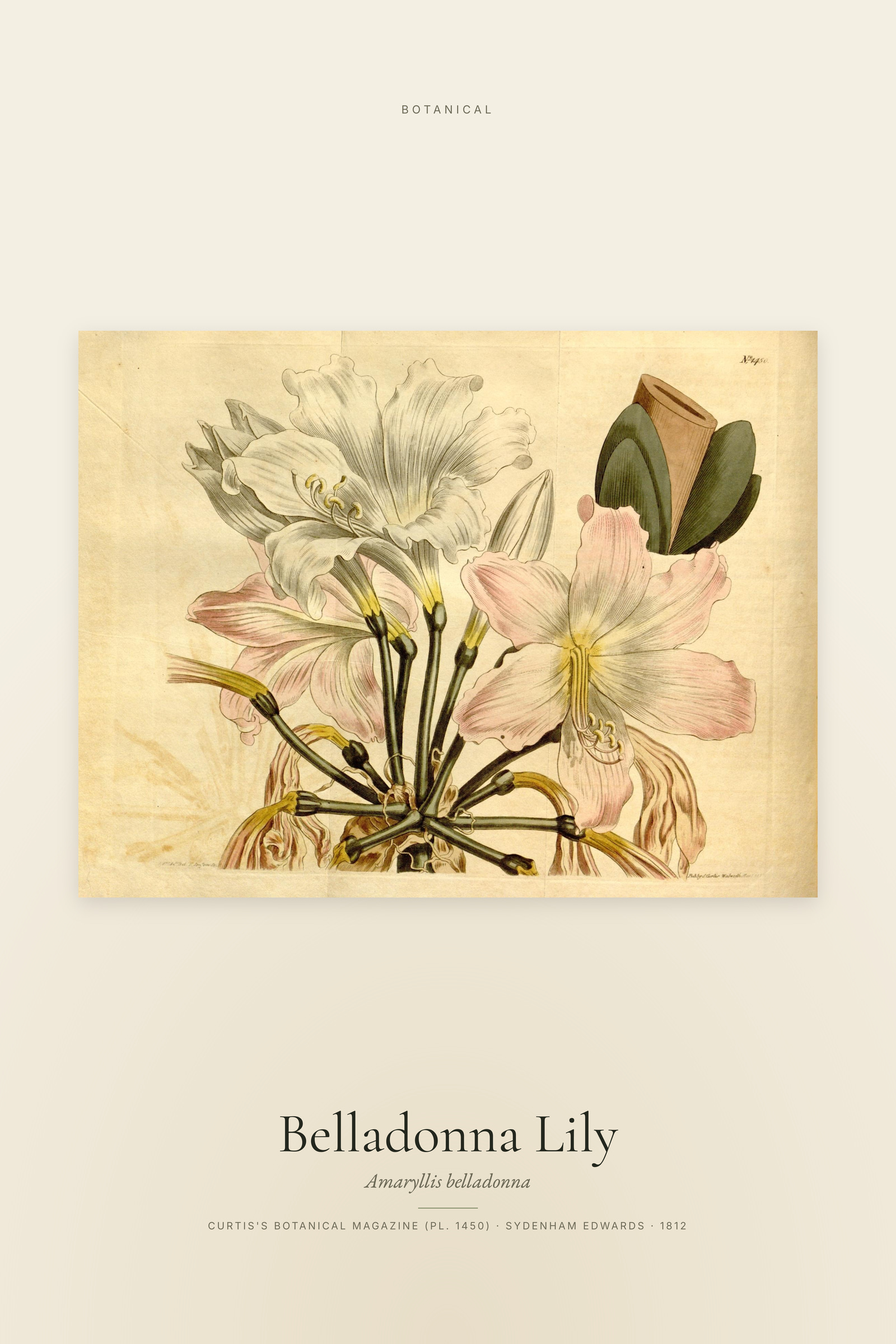 Belladonna Lily