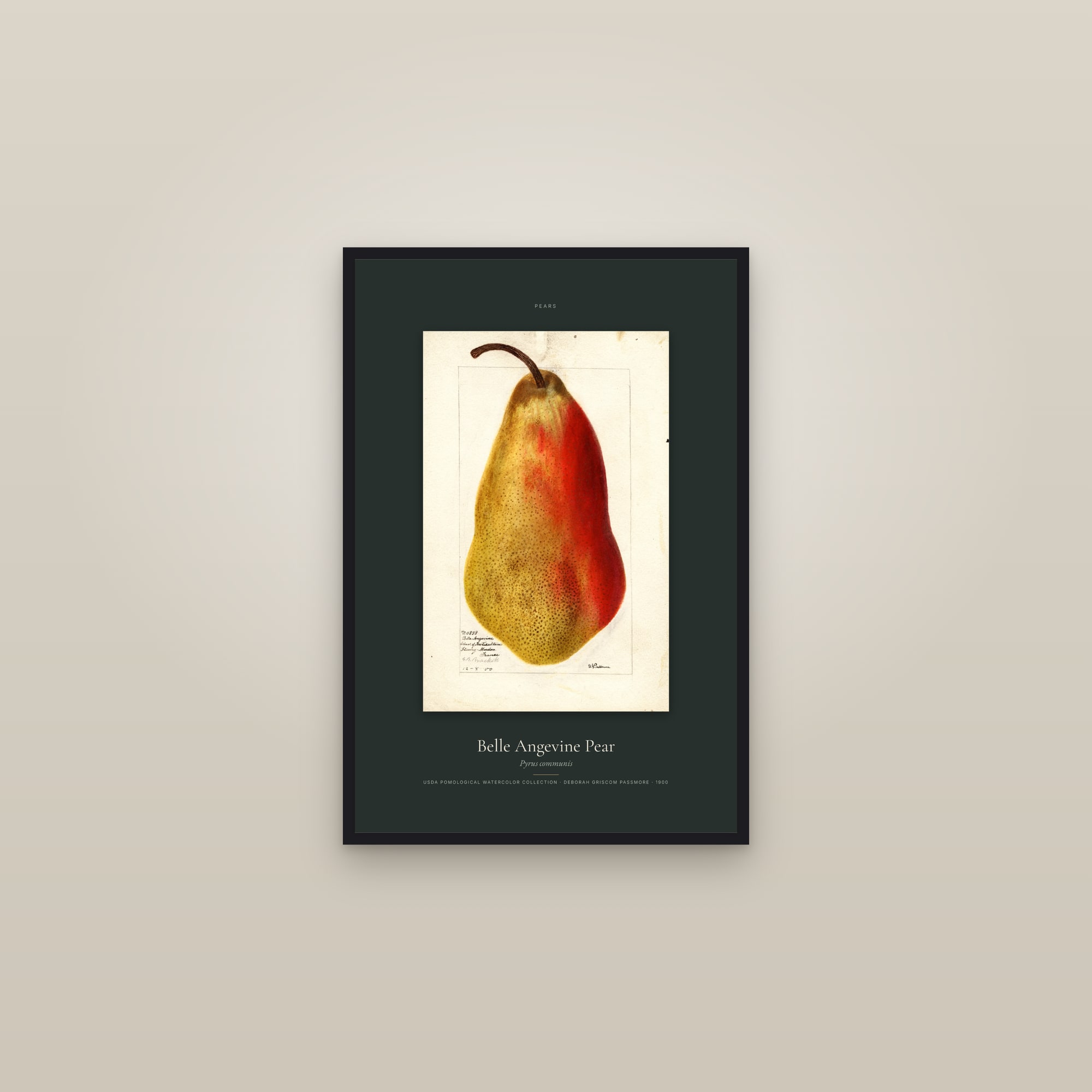 Belle Angevine Pear — Specimen — framed in a gallery setting