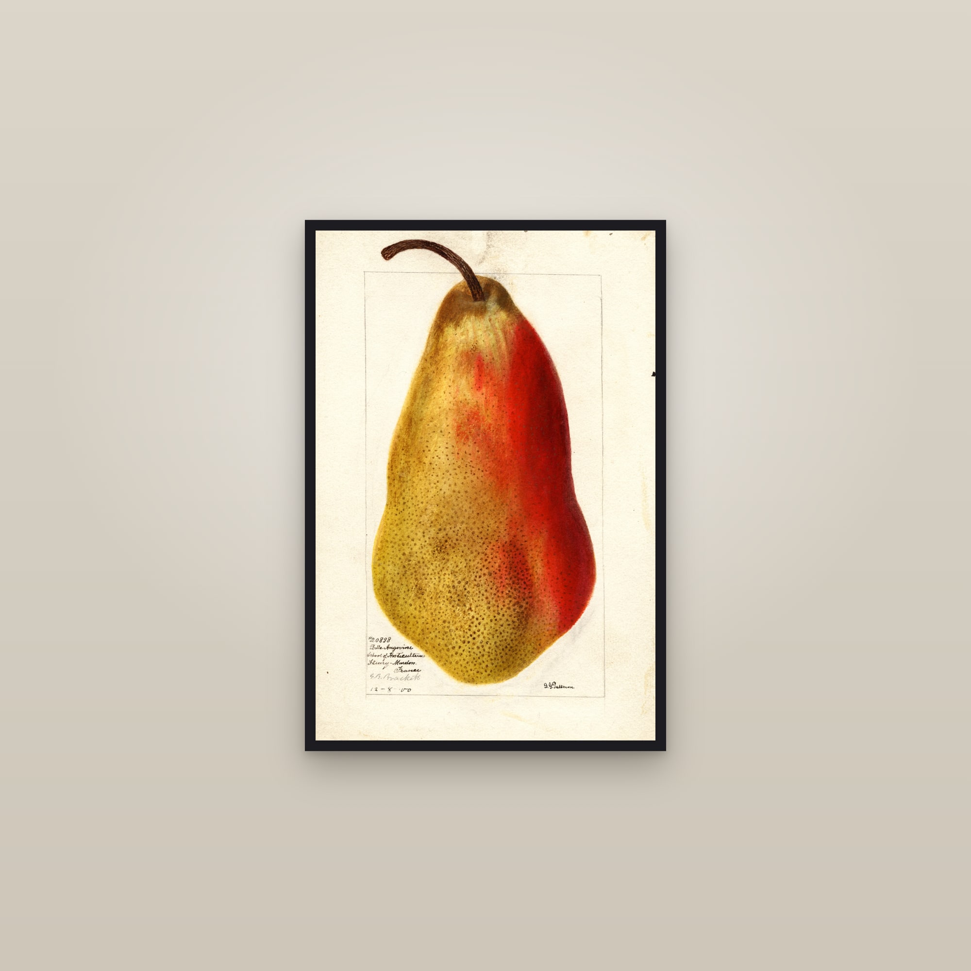 Belle Angevine Pear — framed in a gallery setting