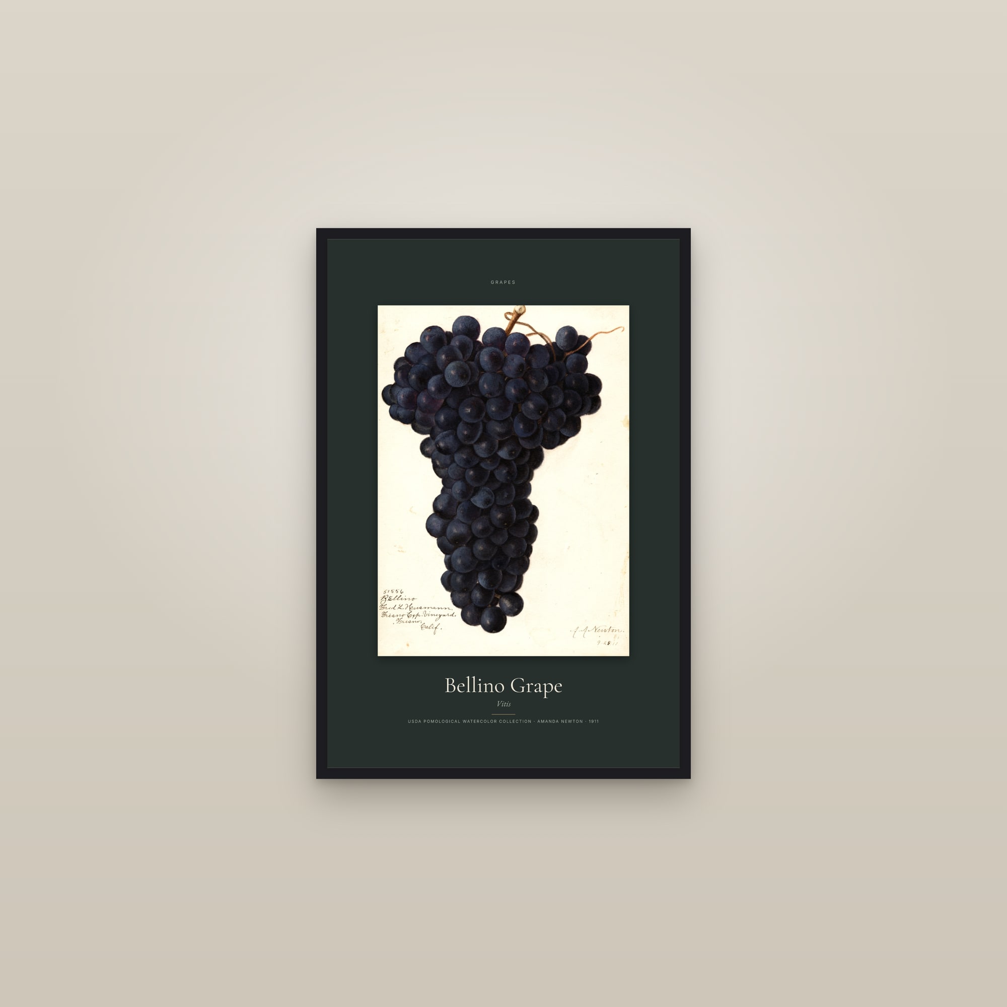 Bellino Grape — Specimen — framed in a gallery setting