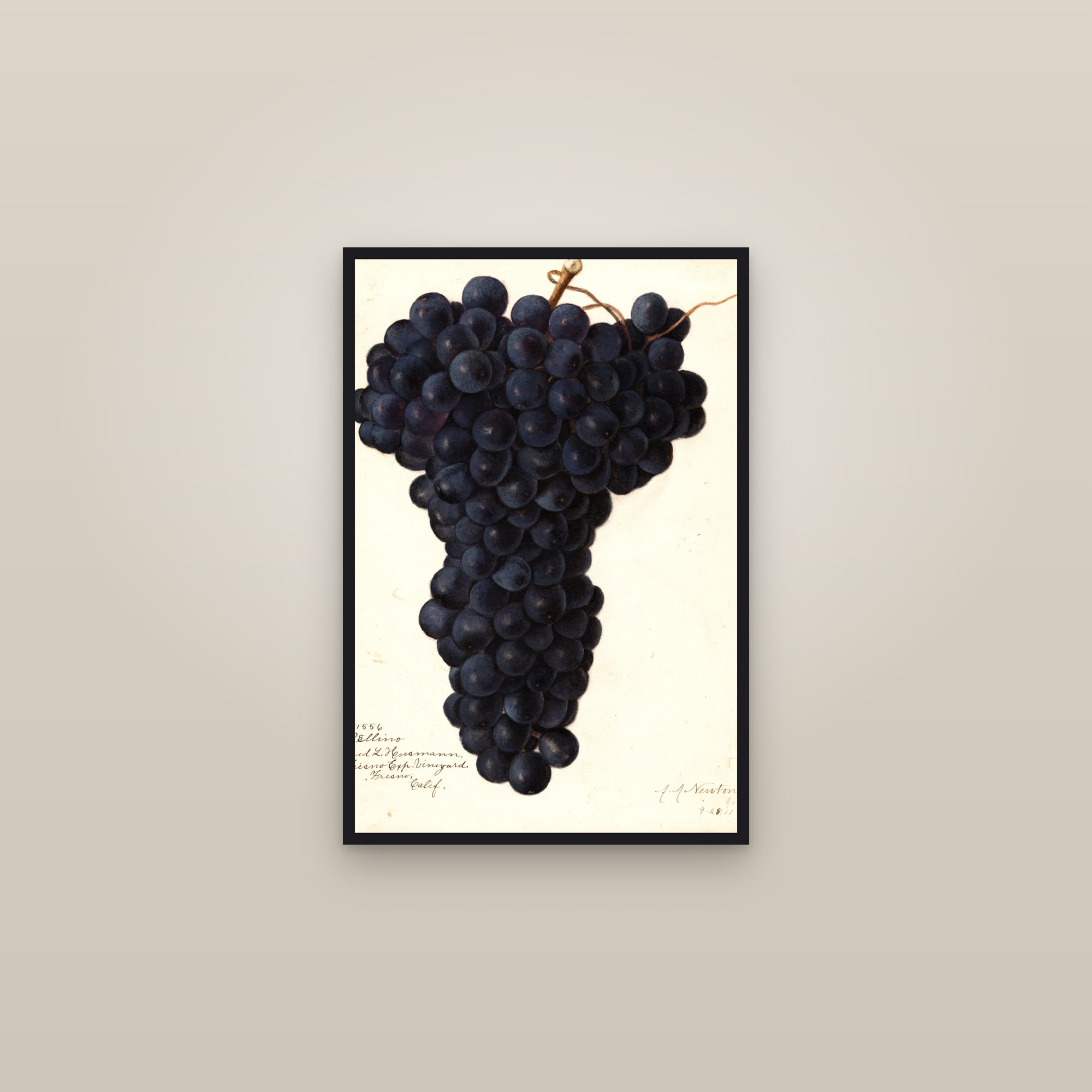 Bellino Grape — framed in a gallery setting