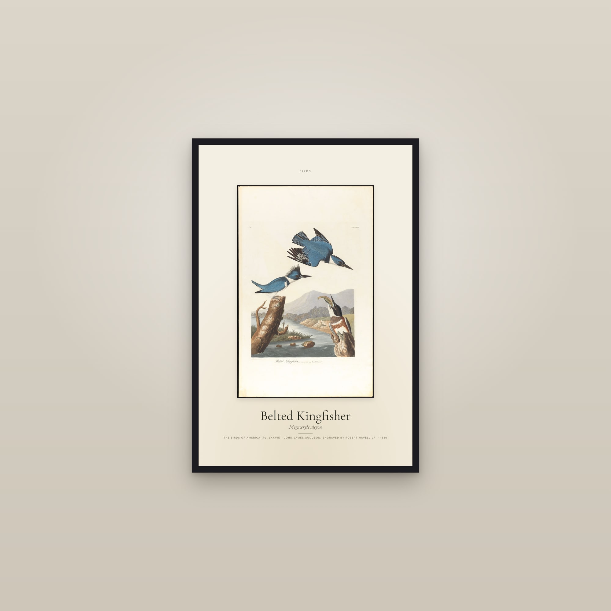 Belted Kingfisher — Specimen — framed in a gallery setting