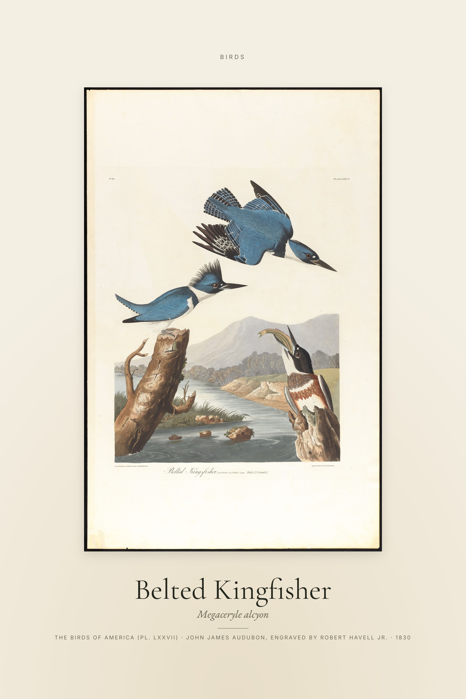 Belted Kingfisher — Specimen