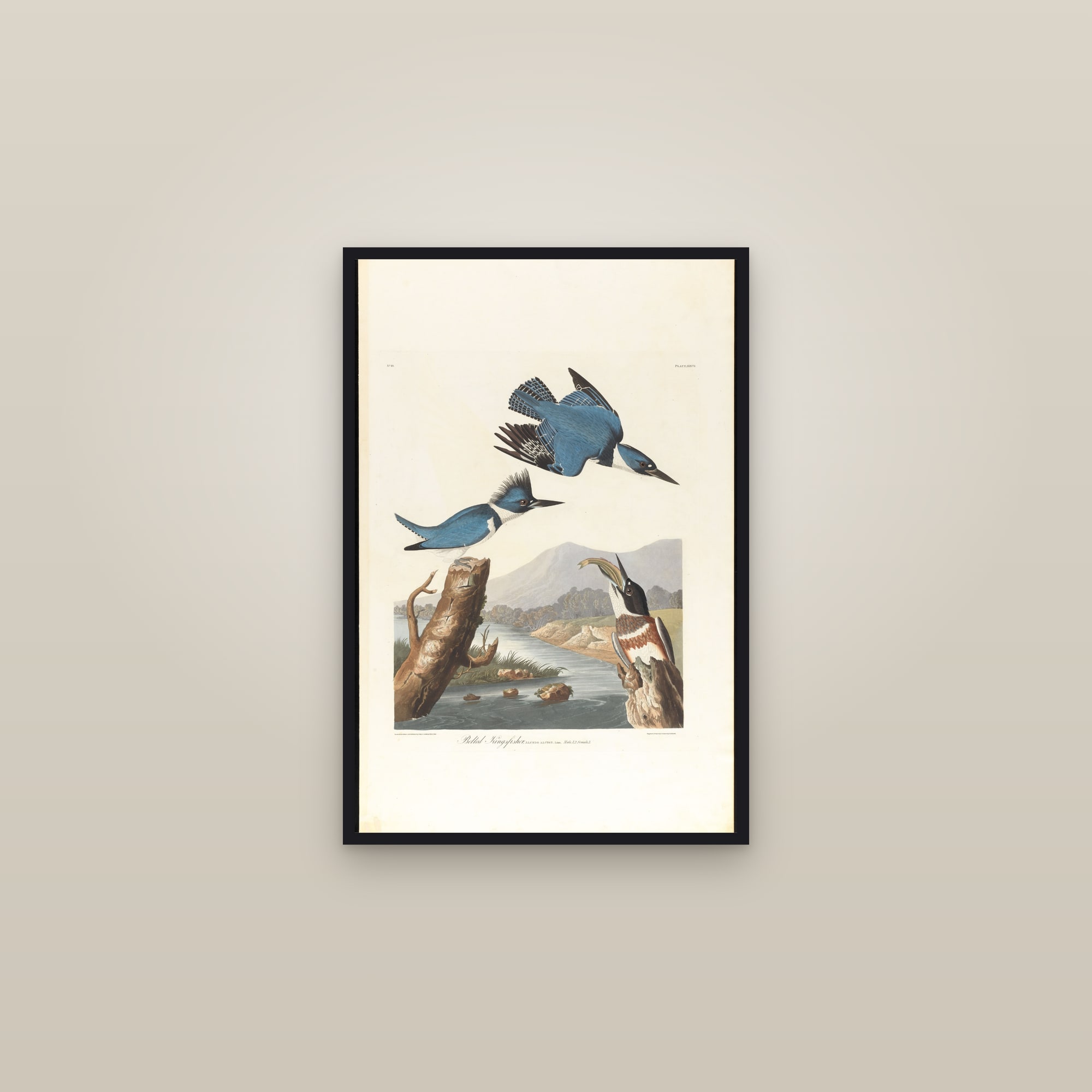 Belted Kingfisher — framed in a gallery setting