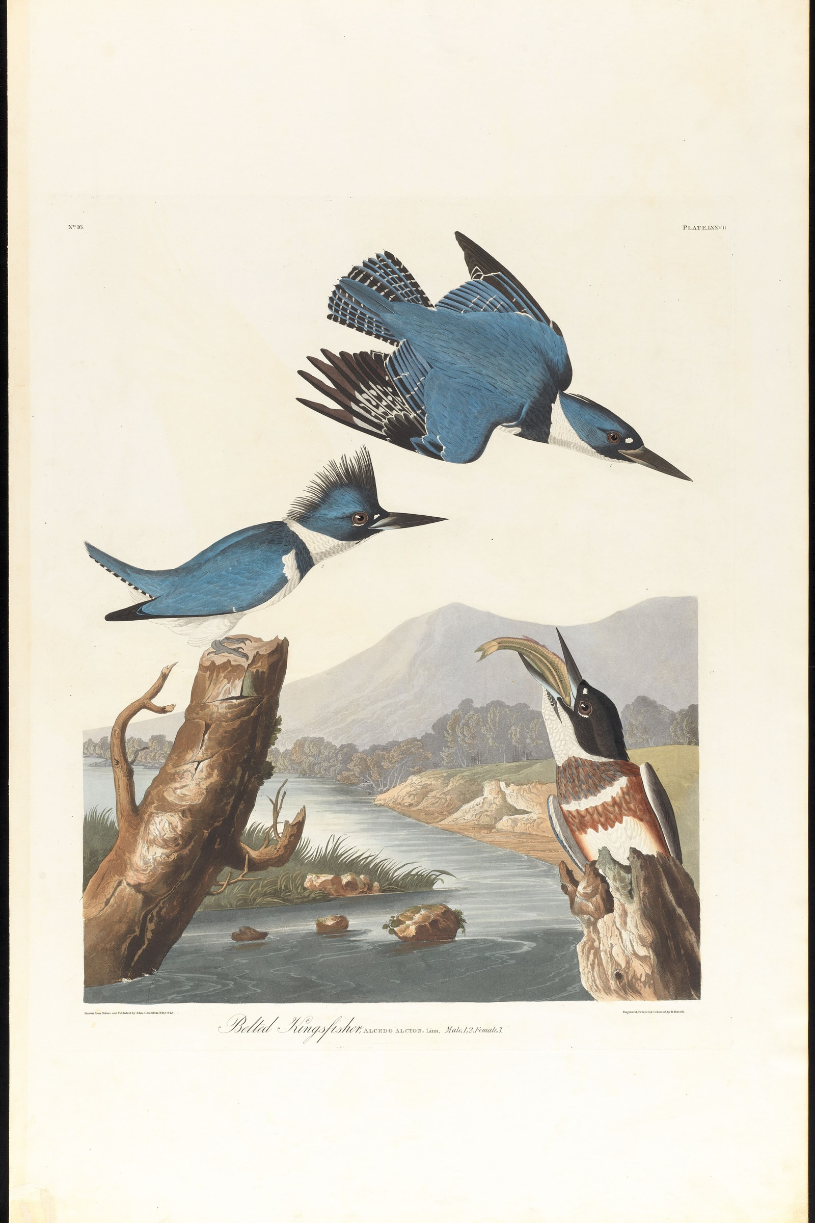 Belted Kingfisher