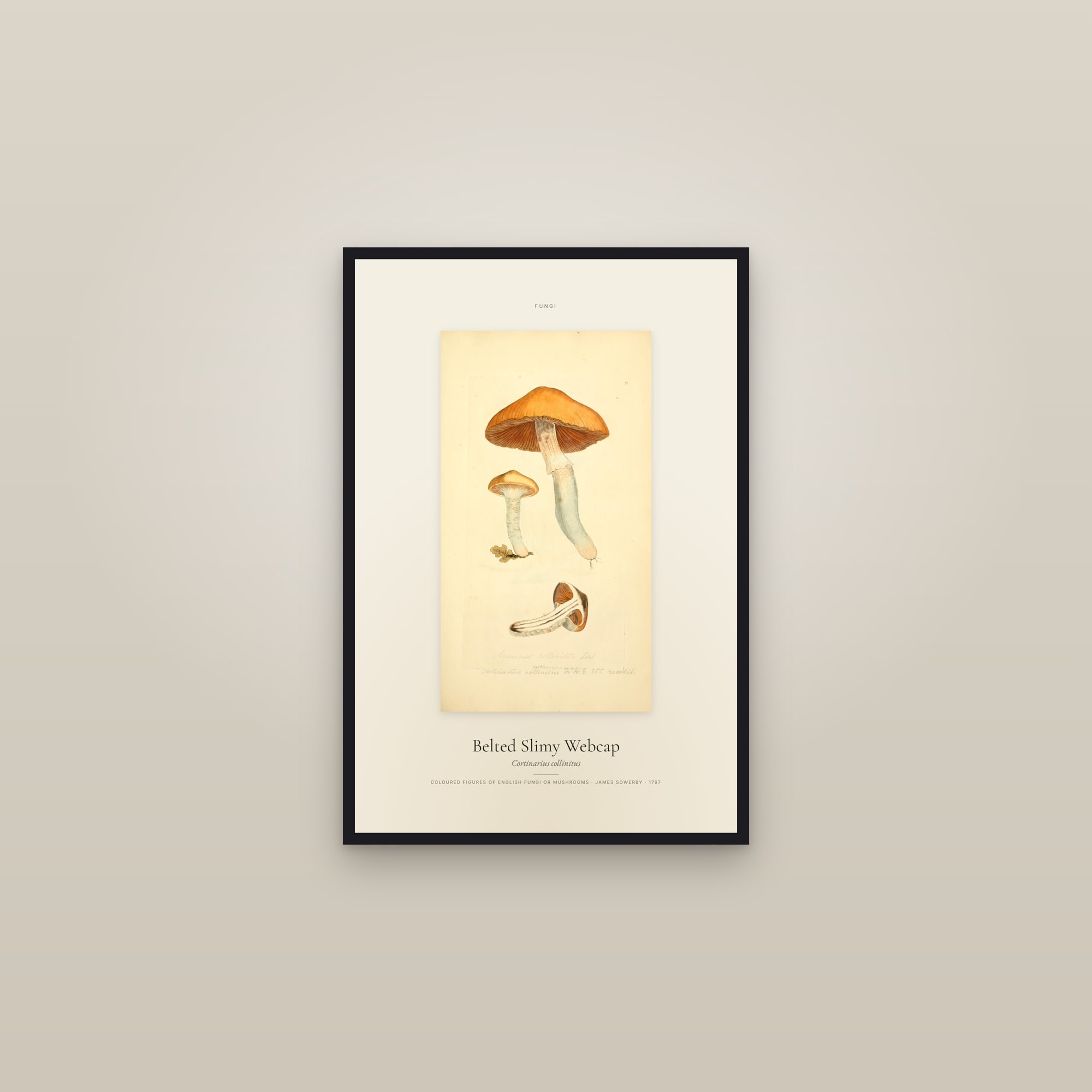 Belted Slimy Webcap — Specimen — framed in a gallery setting