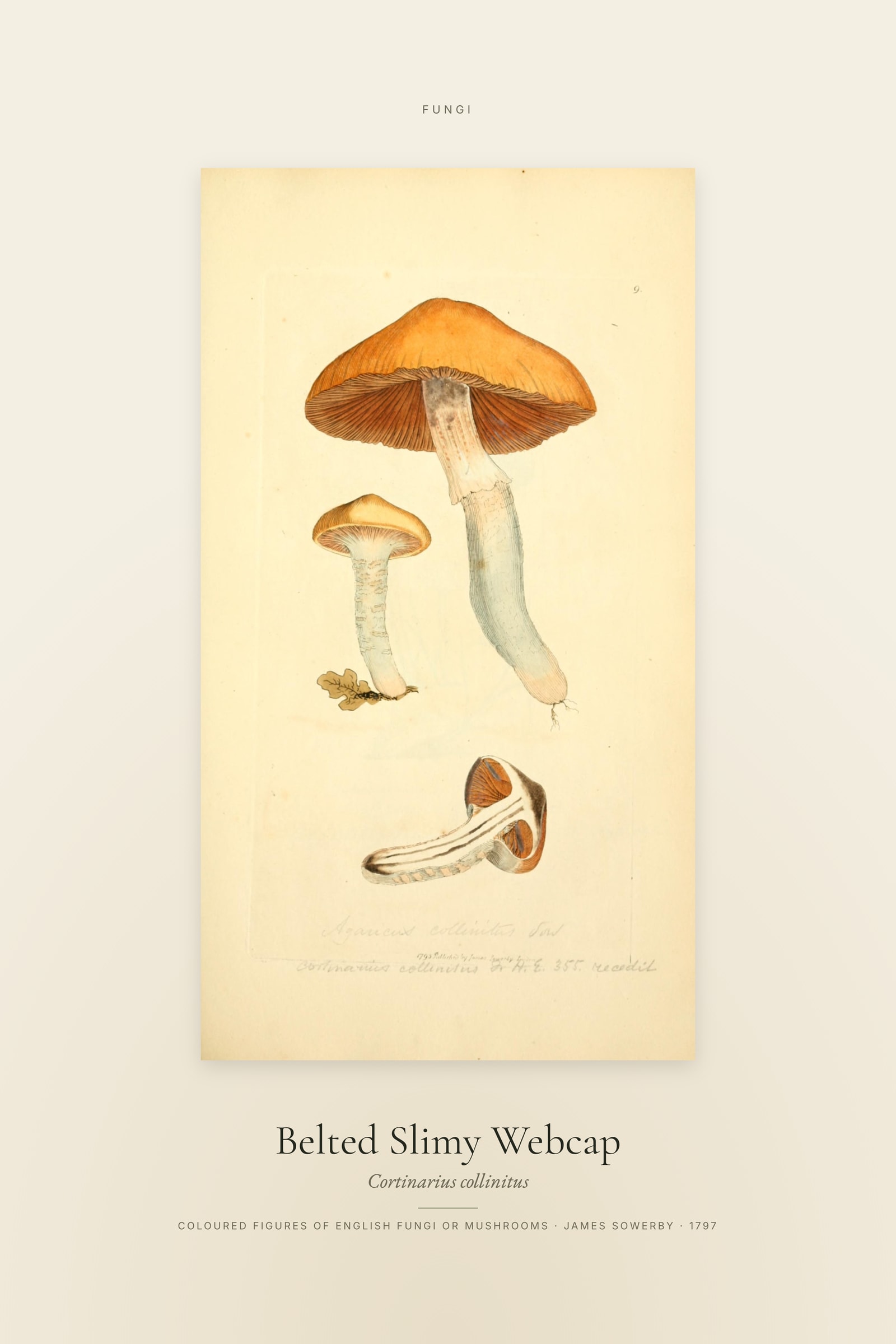 Belted Slimy Webcap — Specimen