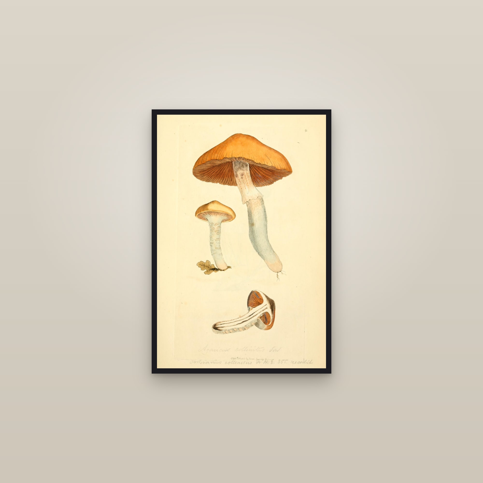 Belted Slimy Webcap — framed in a gallery setting