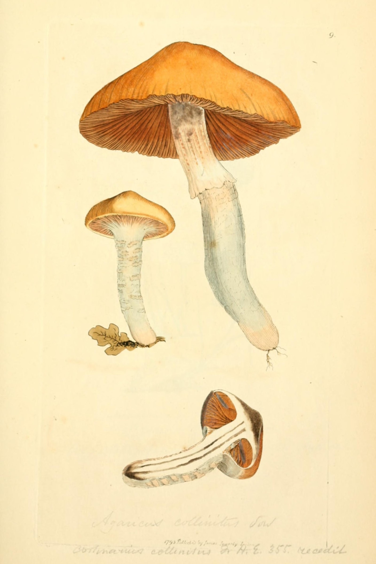 Belted Slimy Webcap