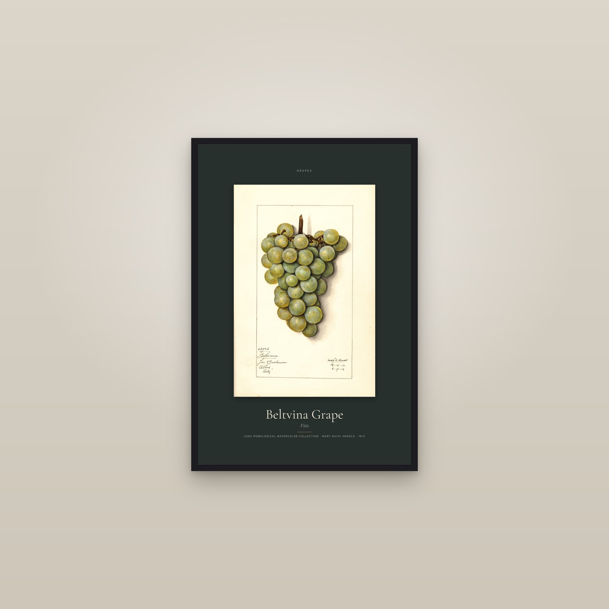 Beltvina Grape — Specimen — framed in a gallery setting
