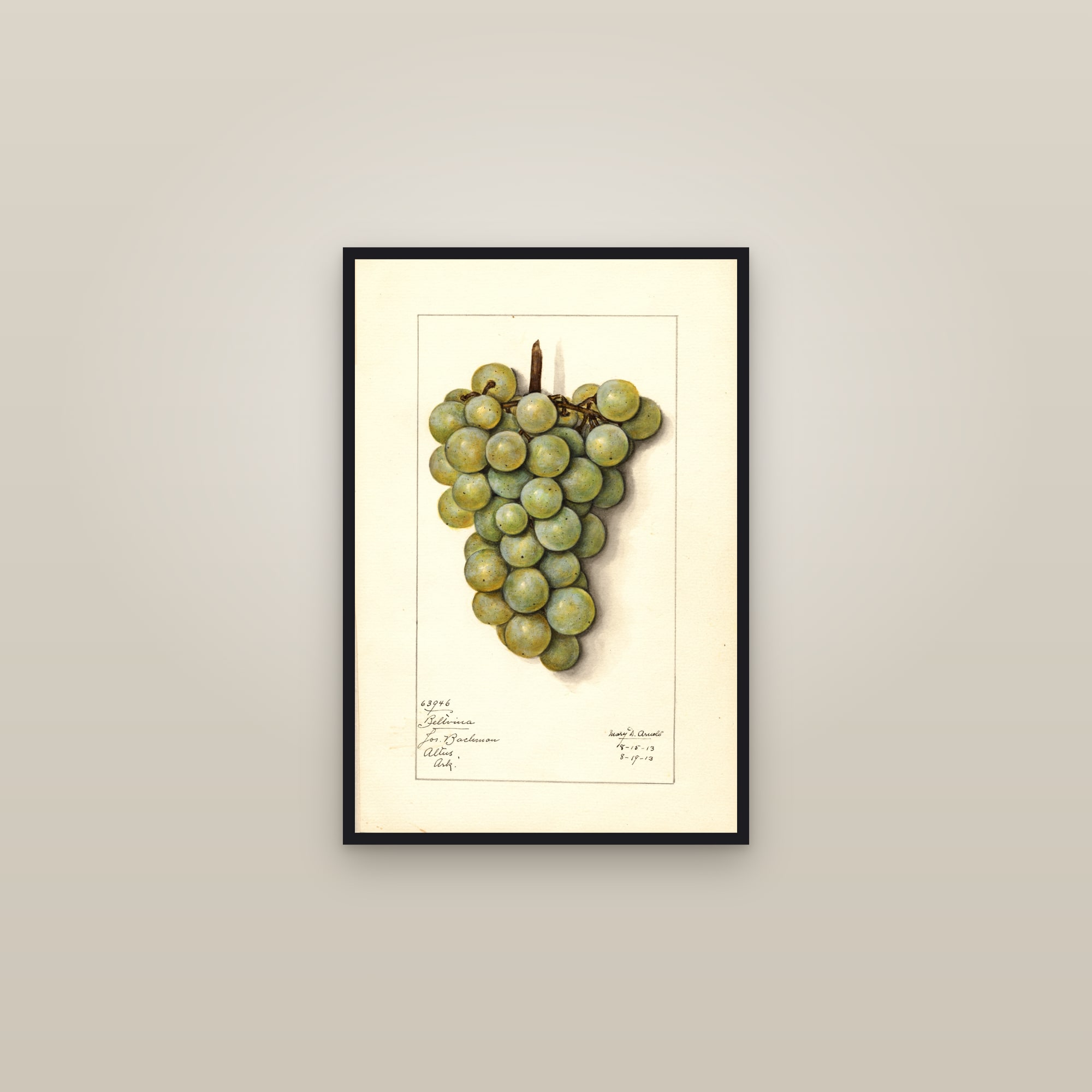Beltvina Grape — framed in a gallery setting