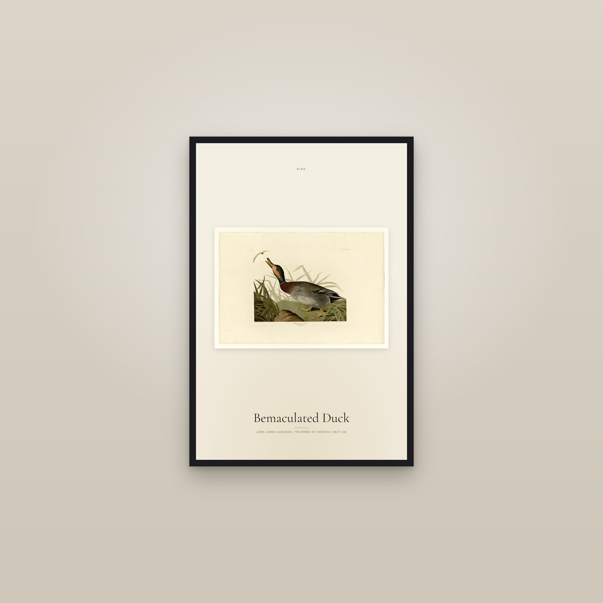 Bemaculated Duck — framed in a gallery setting