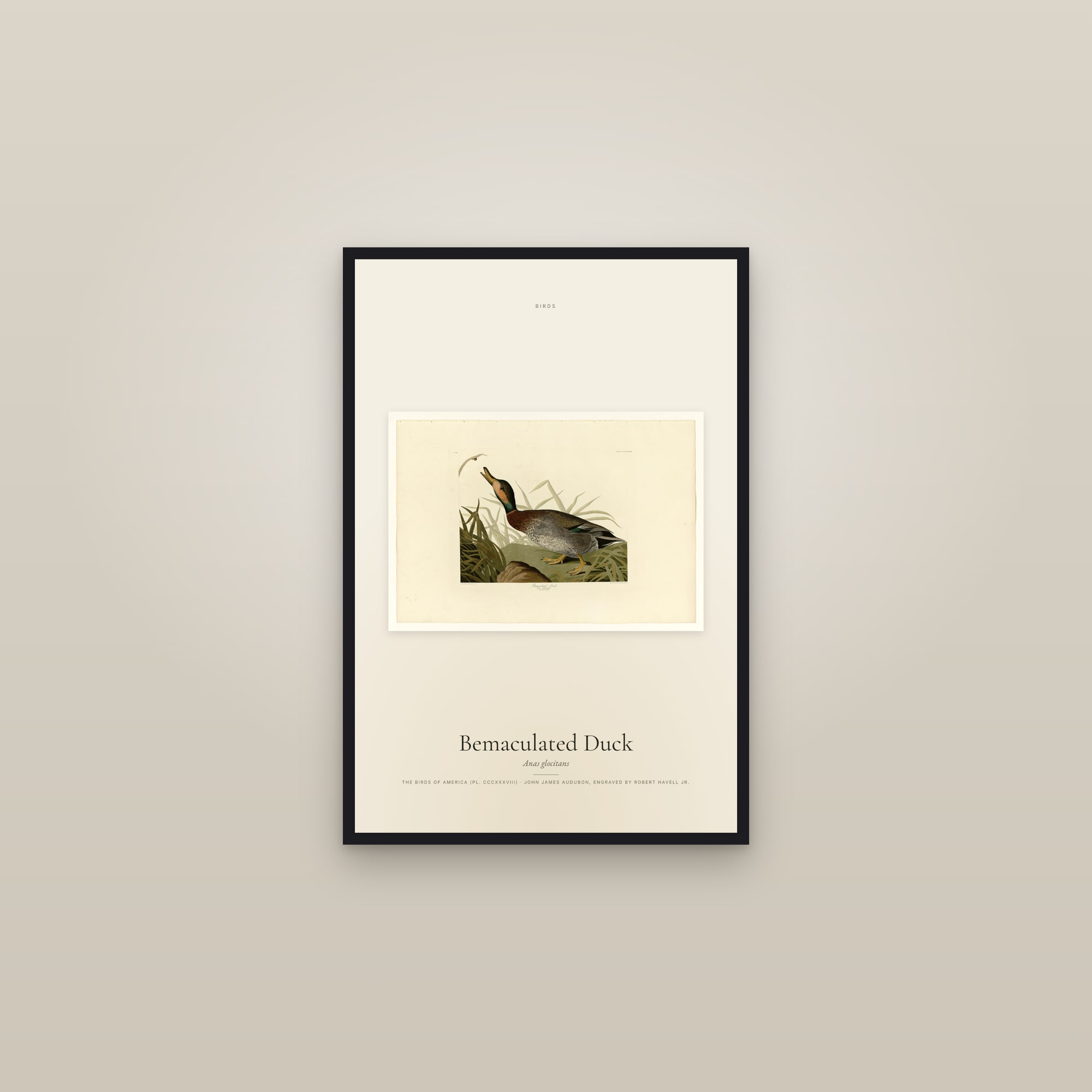 Bemaculated Duck — framed in a gallery setting