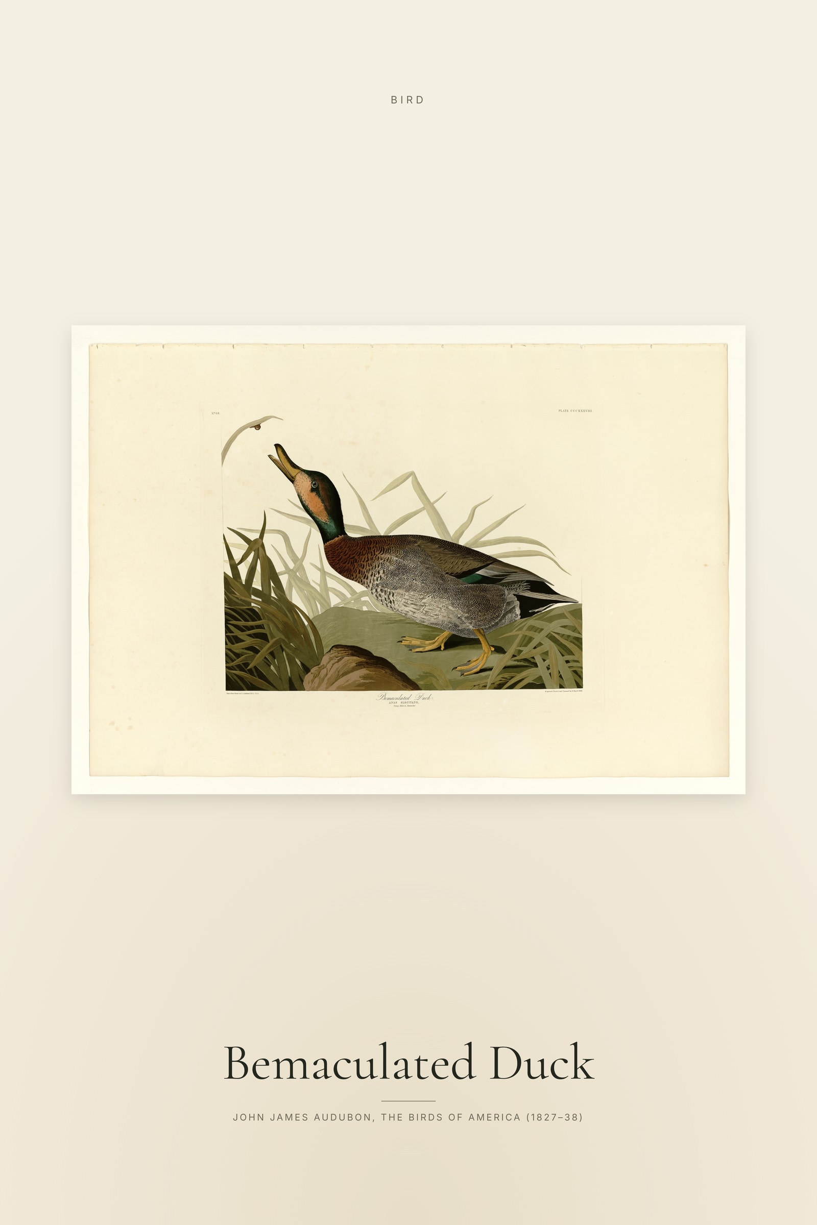 Bemaculated Duck