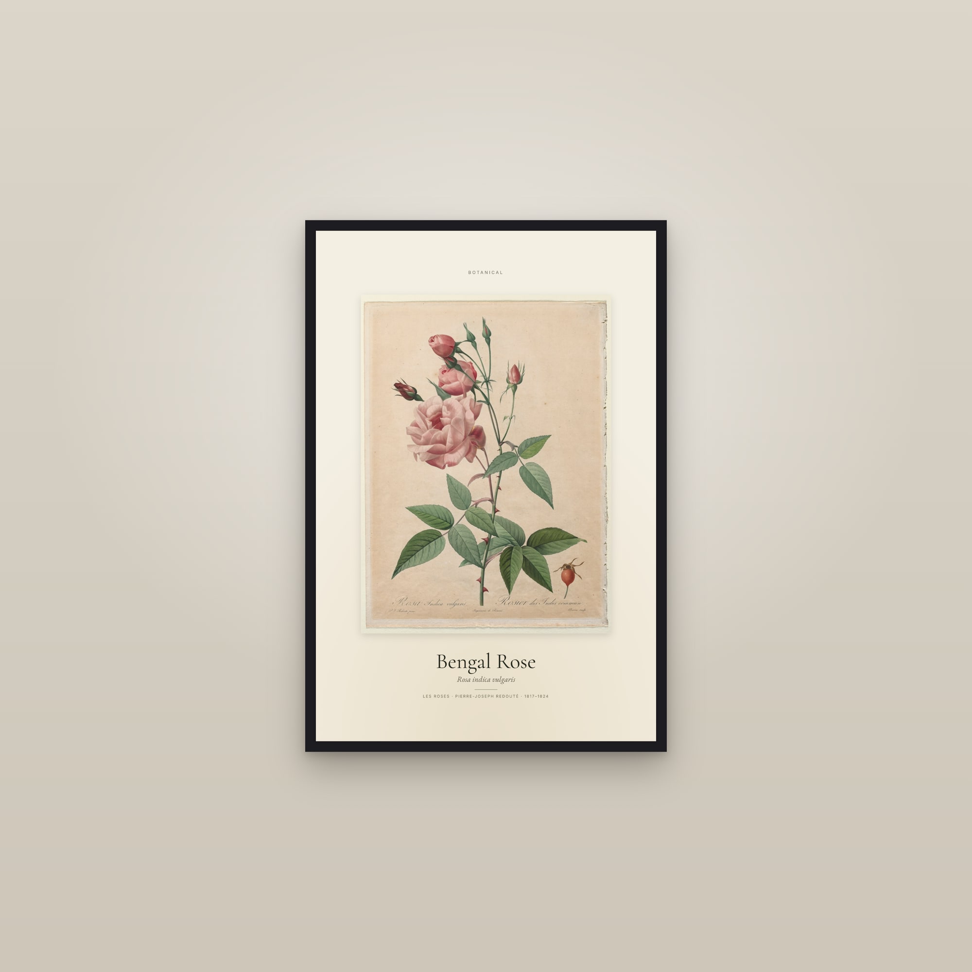 Bengal Rose — Specimen — framed in a gallery setting
