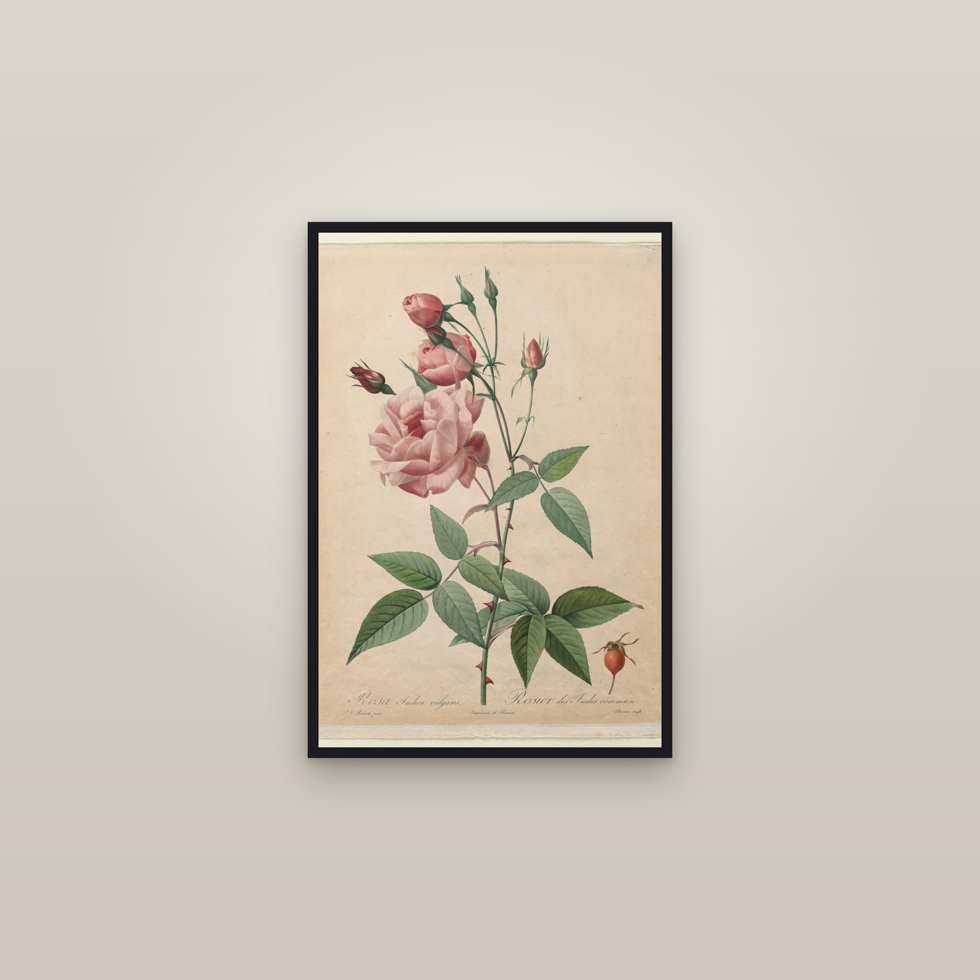 Bengal Rose — framed in a gallery setting