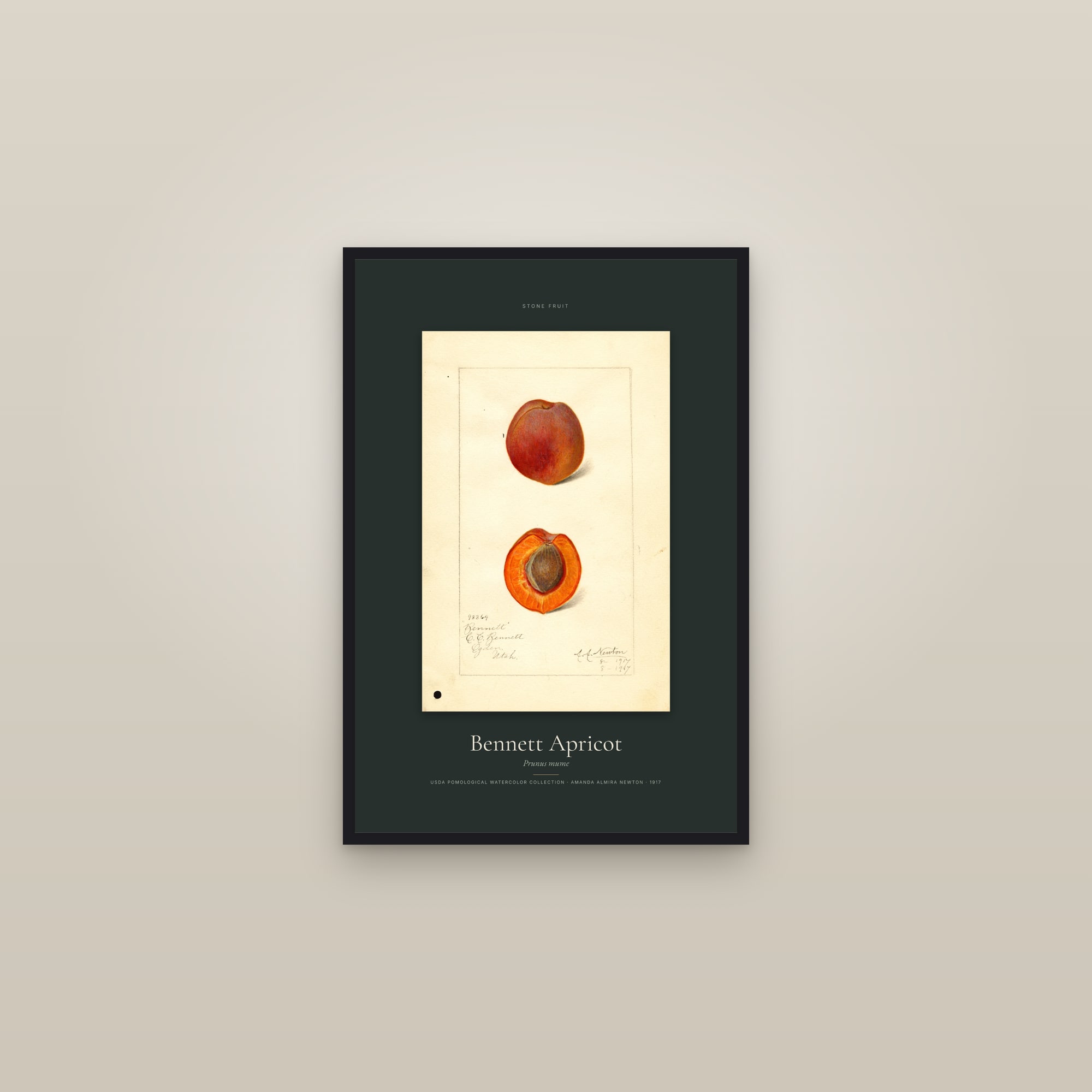 Bennett Apricot — Specimen — framed in a gallery setting