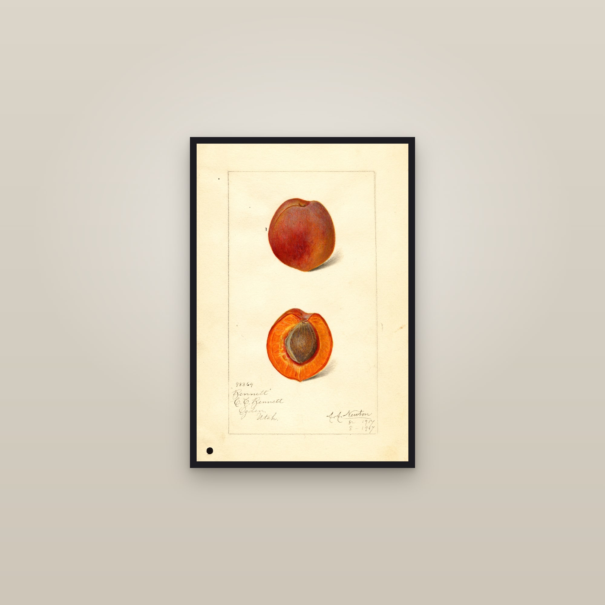 Bennett Apricot — framed in a gallery setting