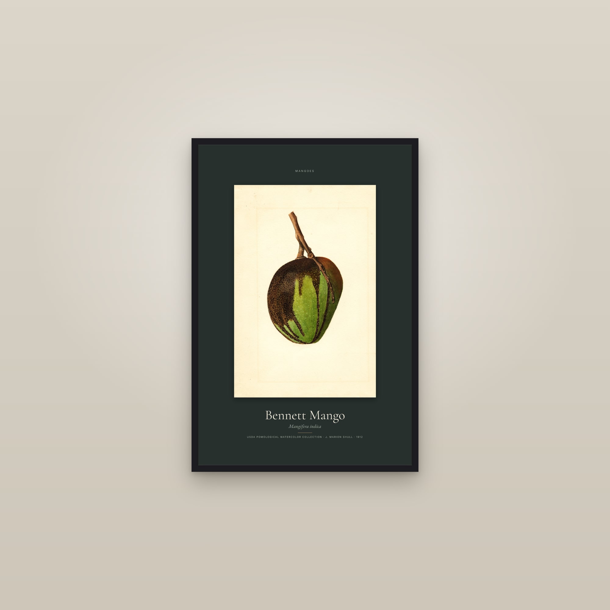 Bennett Mango — Specimen — framed in a gallery setting